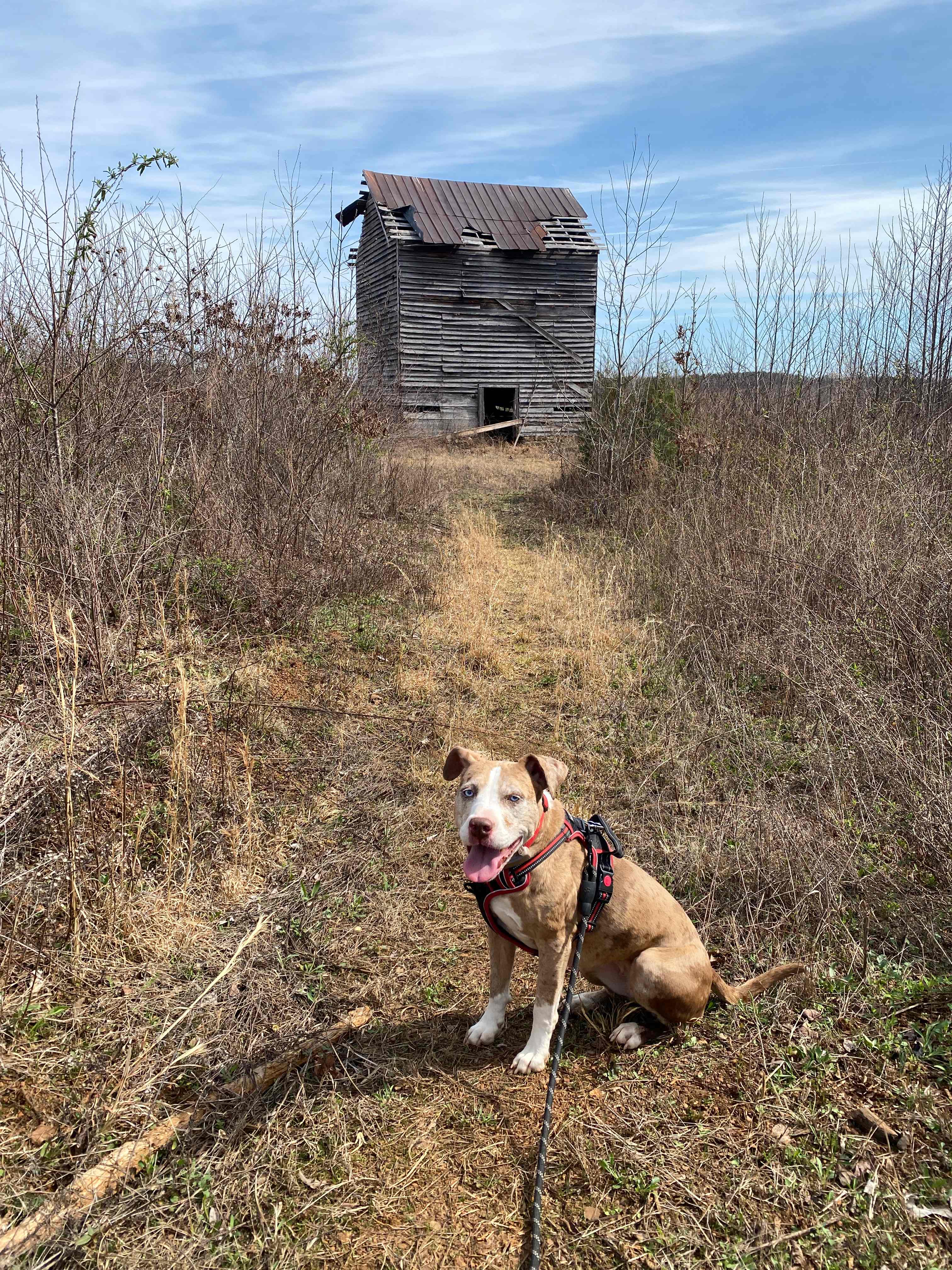 An old tobacco barn