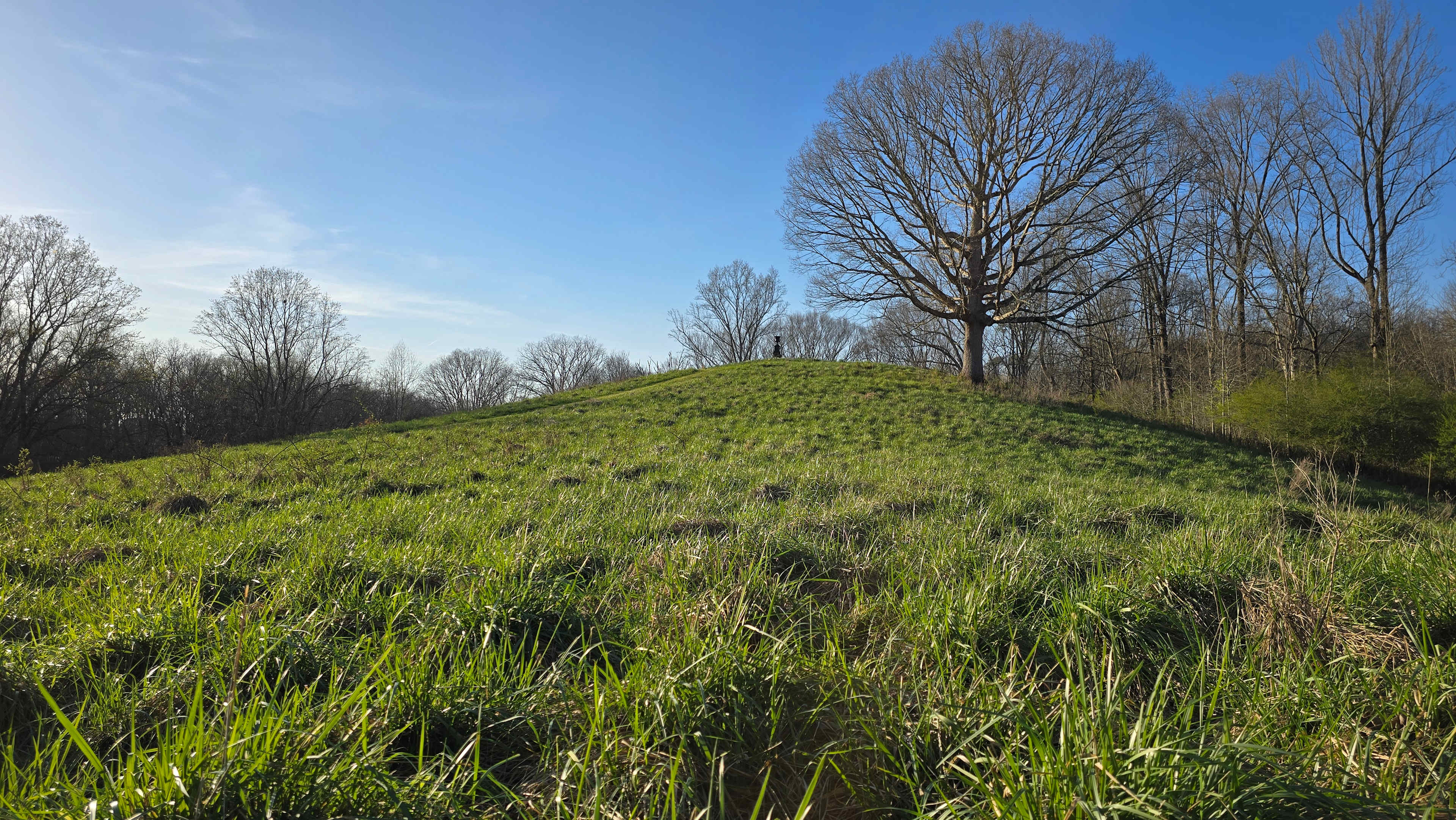 The Woods At Sole Farm