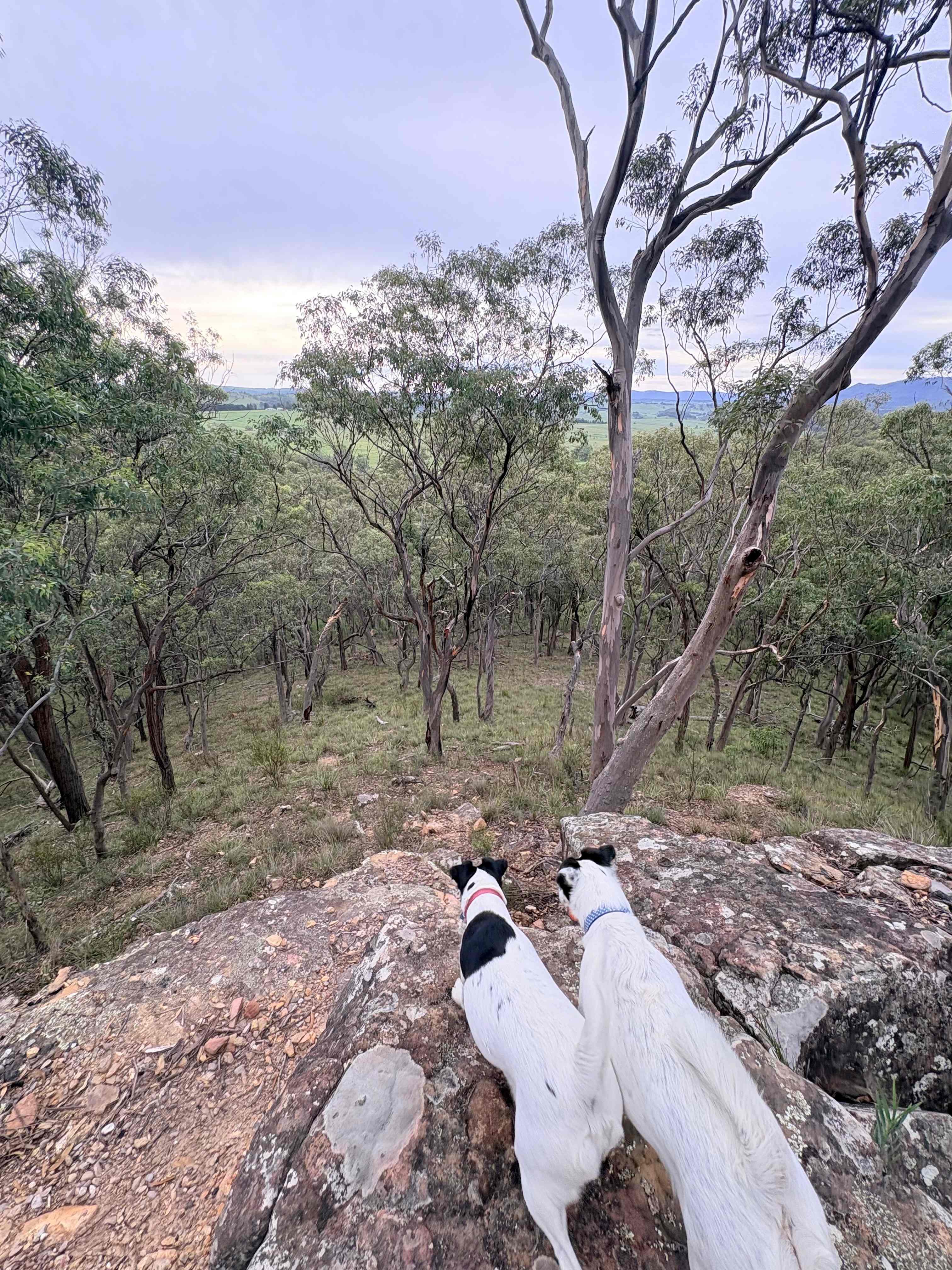 Wildwoods - Private bush surrounds