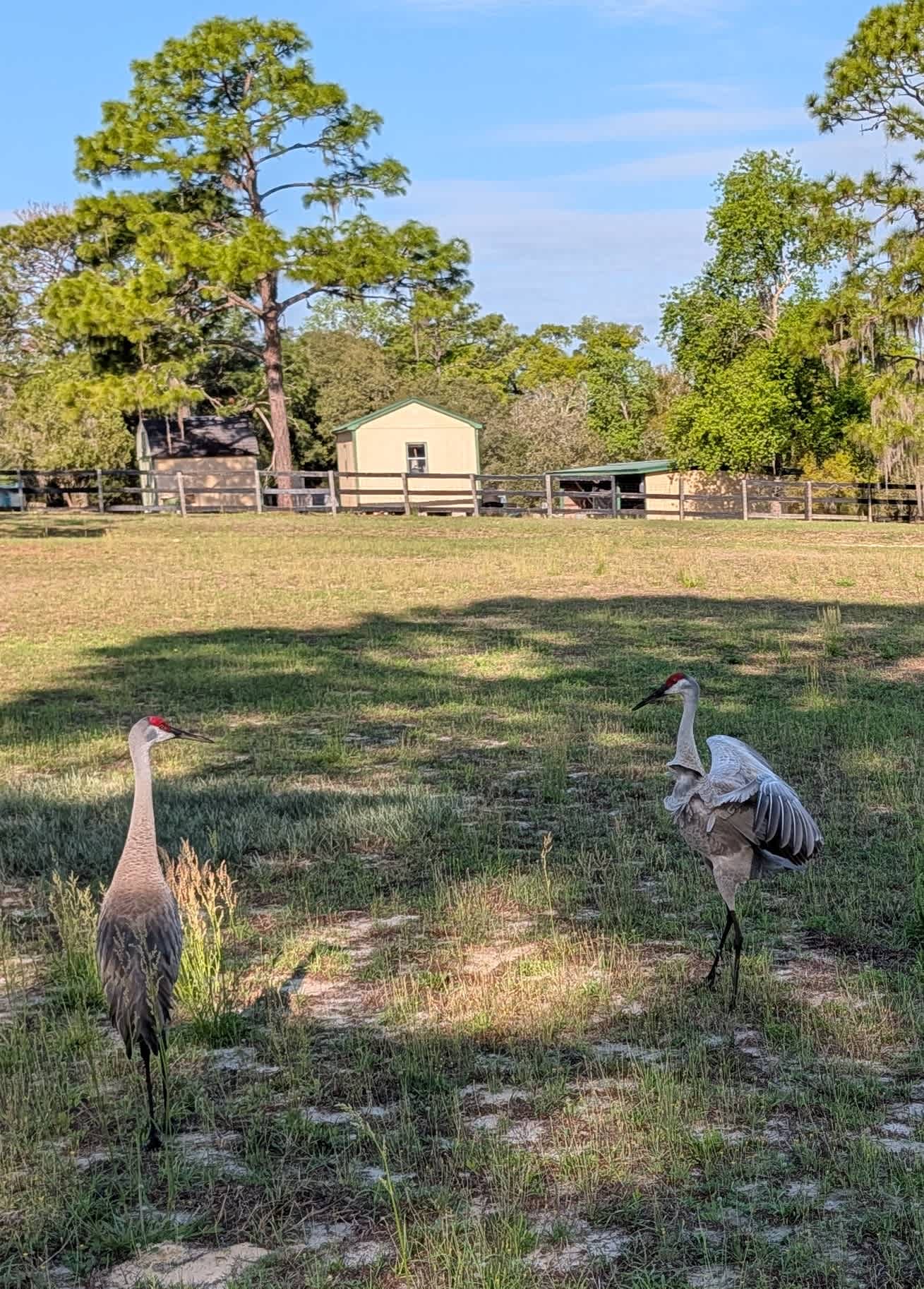 We had some cranes visit 
