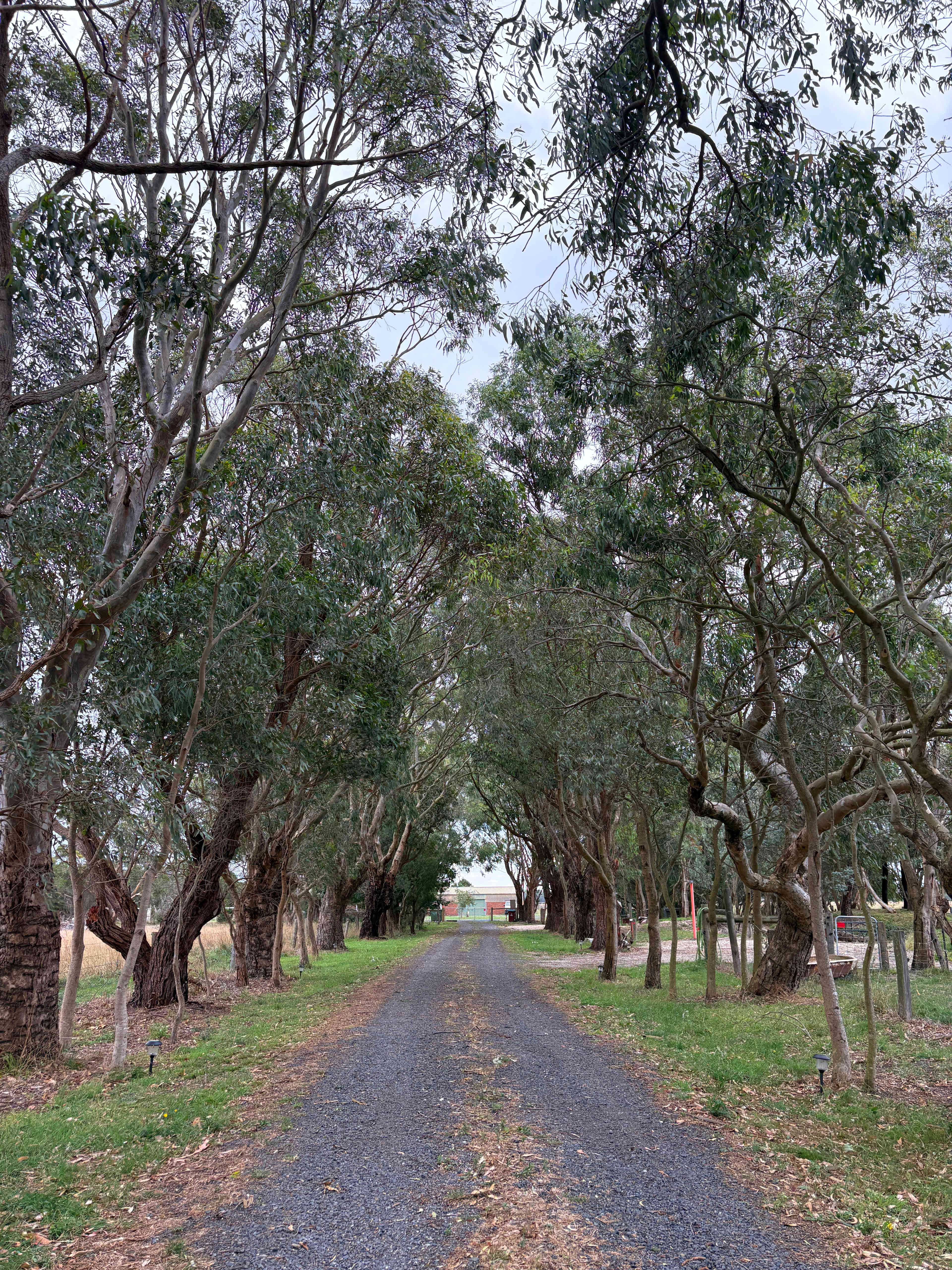 The Farm @ JU Buffalo (S Gippsland)