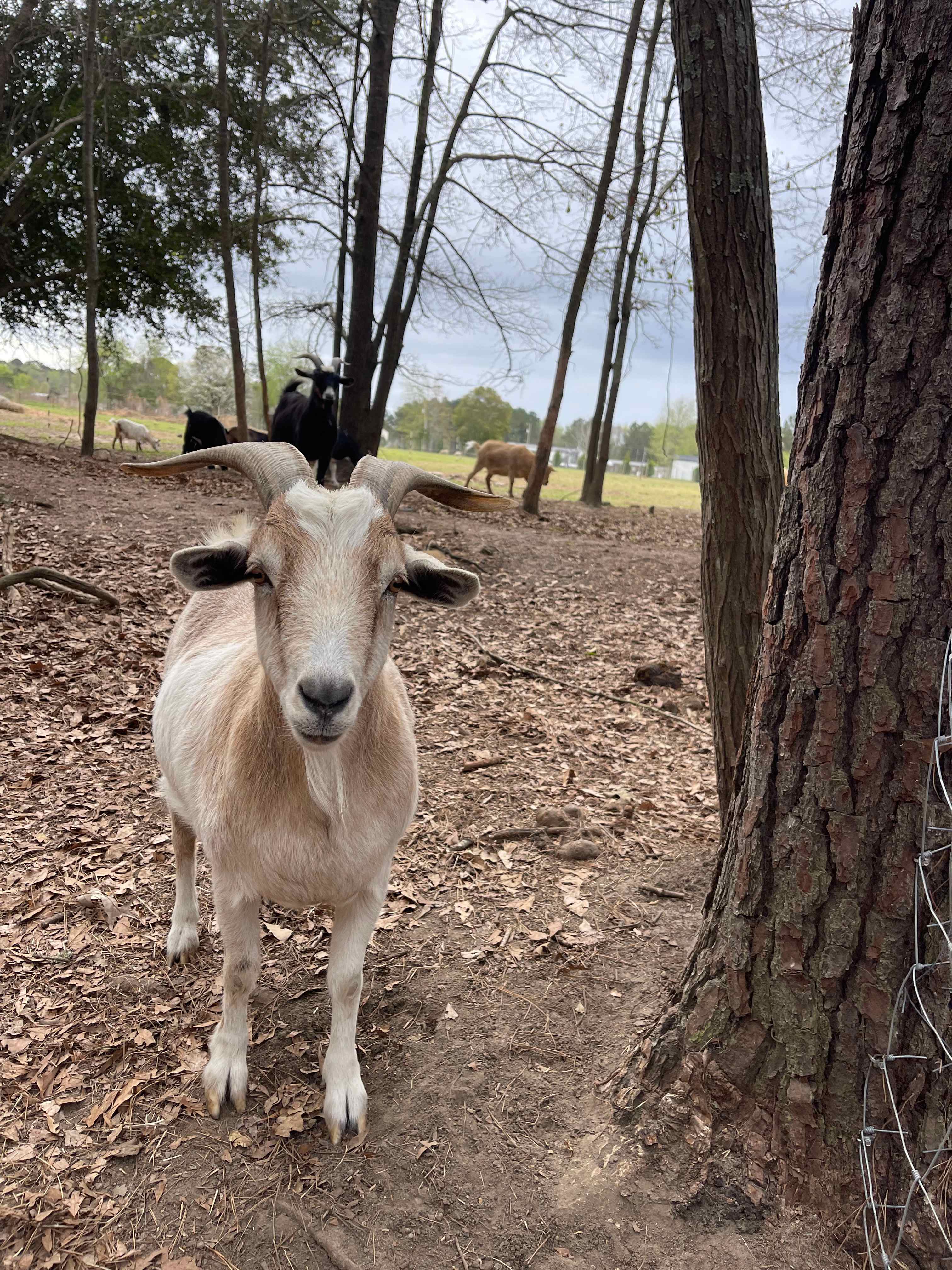 Camp at The Farm - Outside Inn