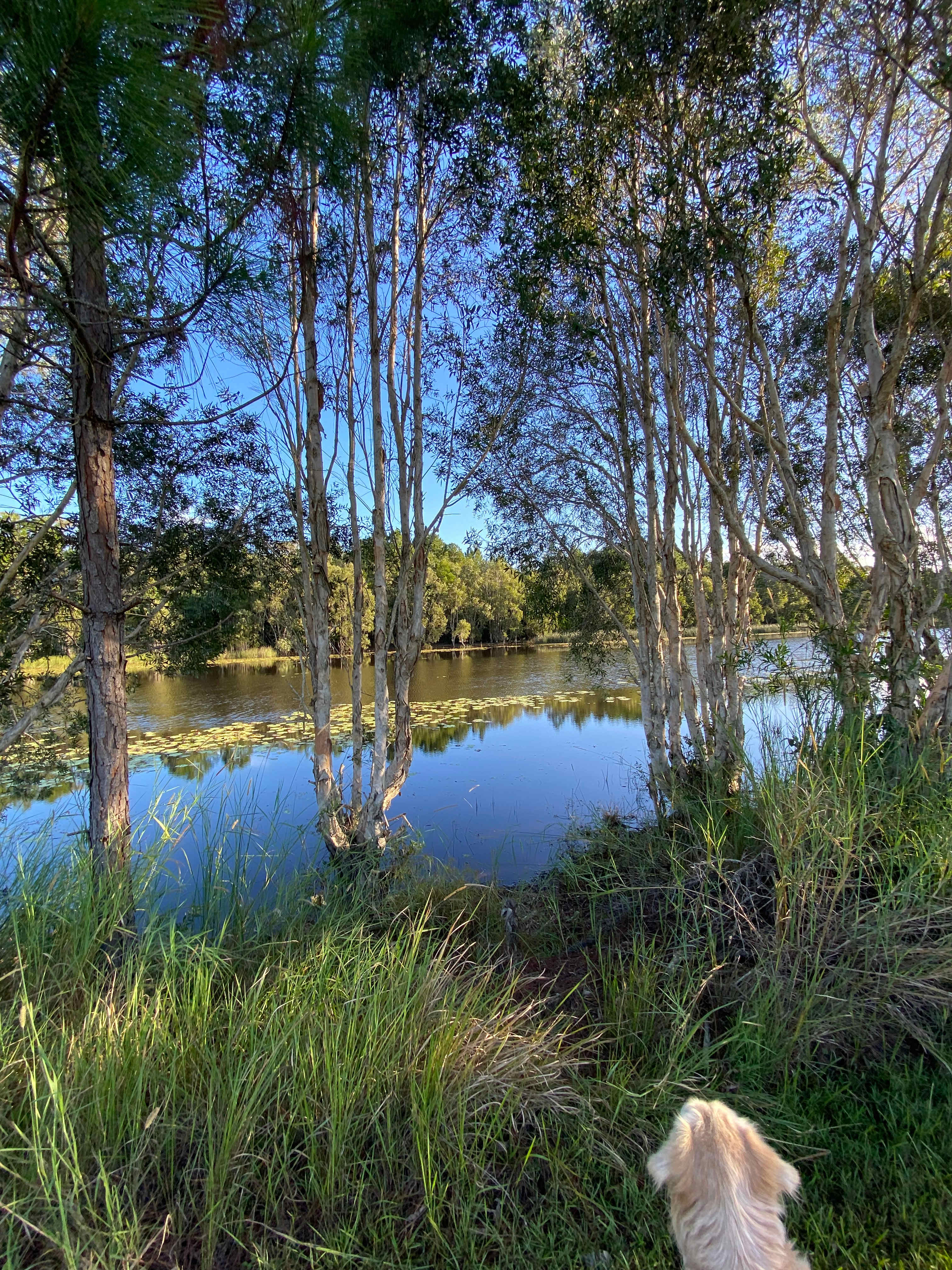 Bushywood at Woodfordskilake