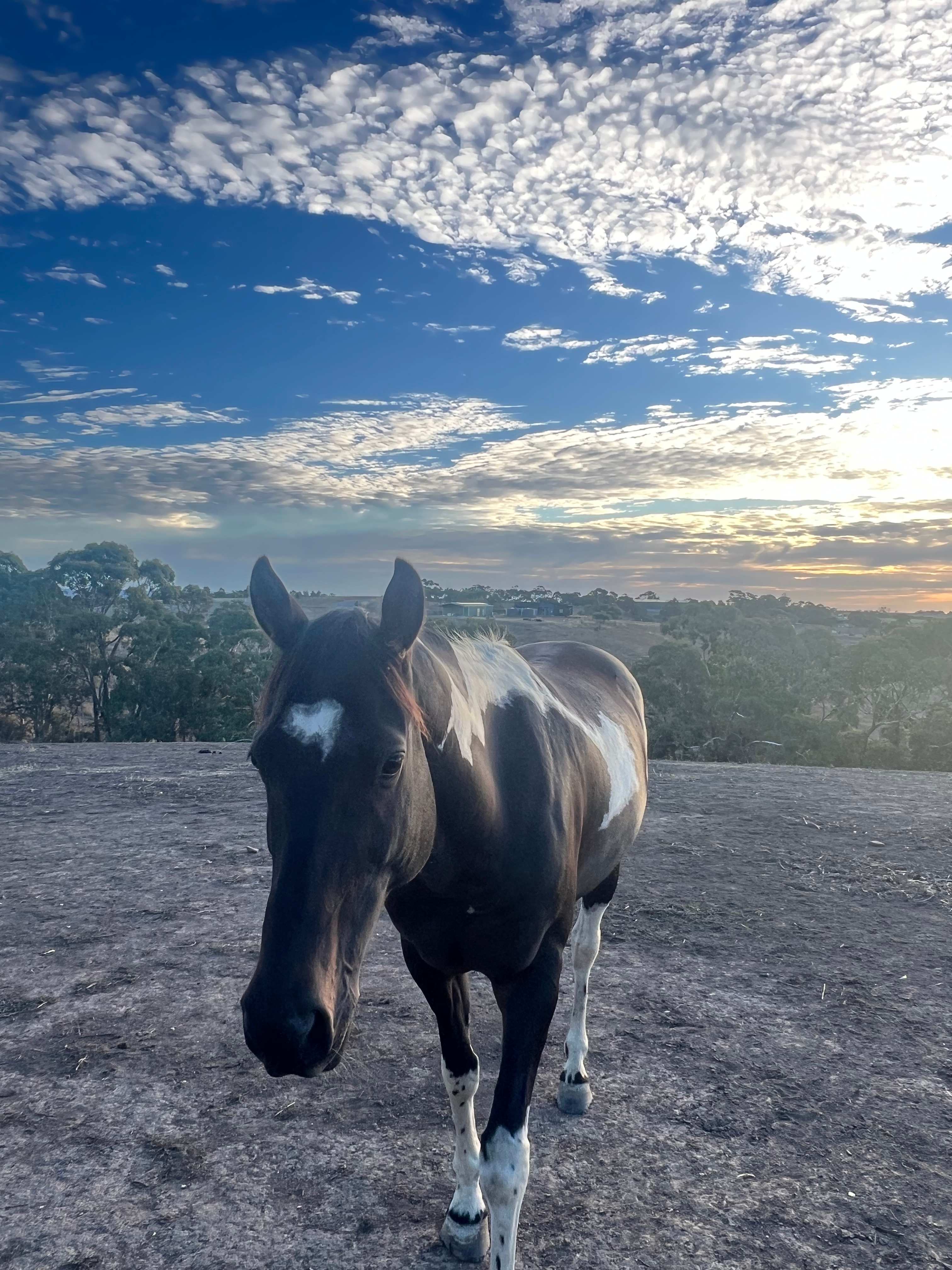 Koala Coast Retreat Farm