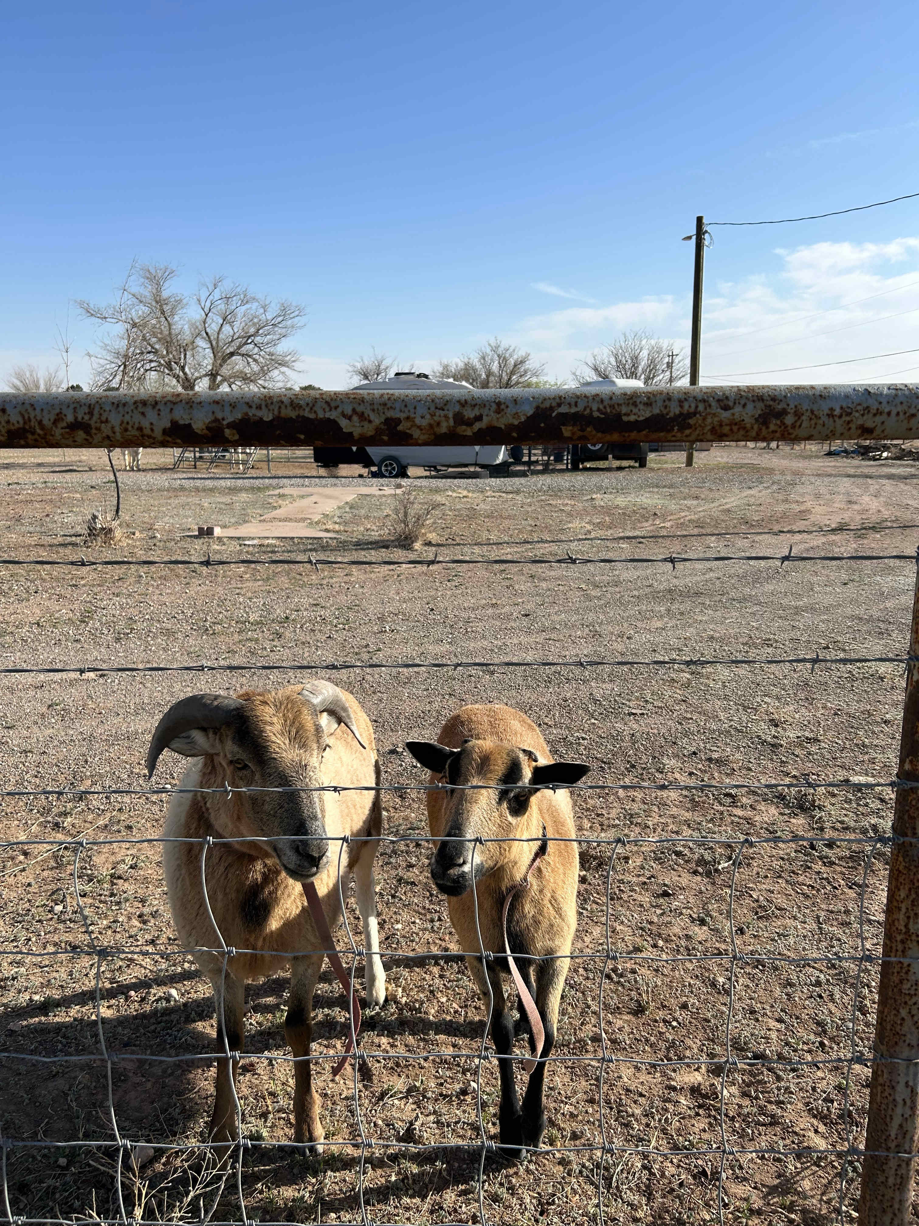 Neighbors across the fence