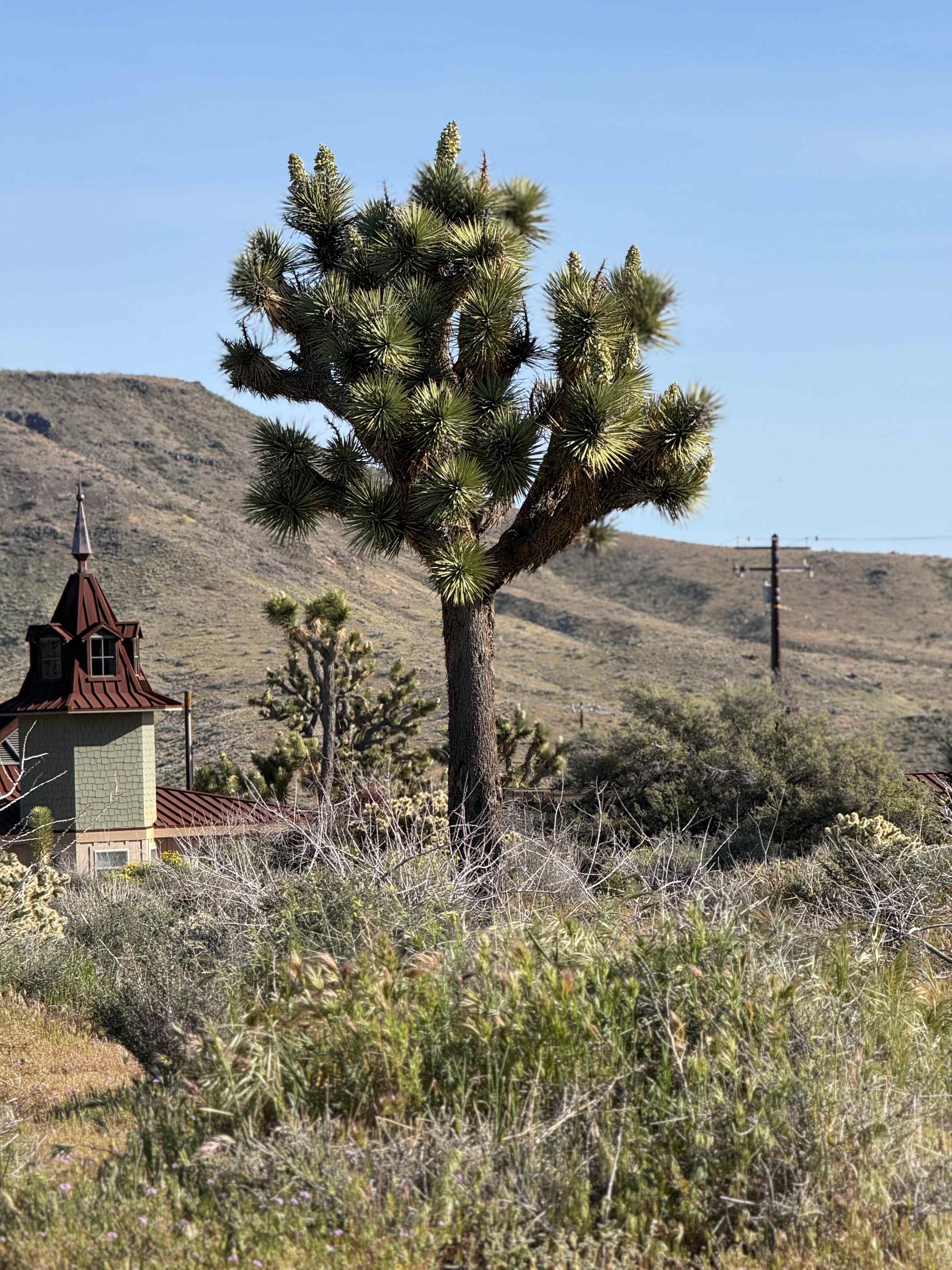 Beautiful Joshua Tree