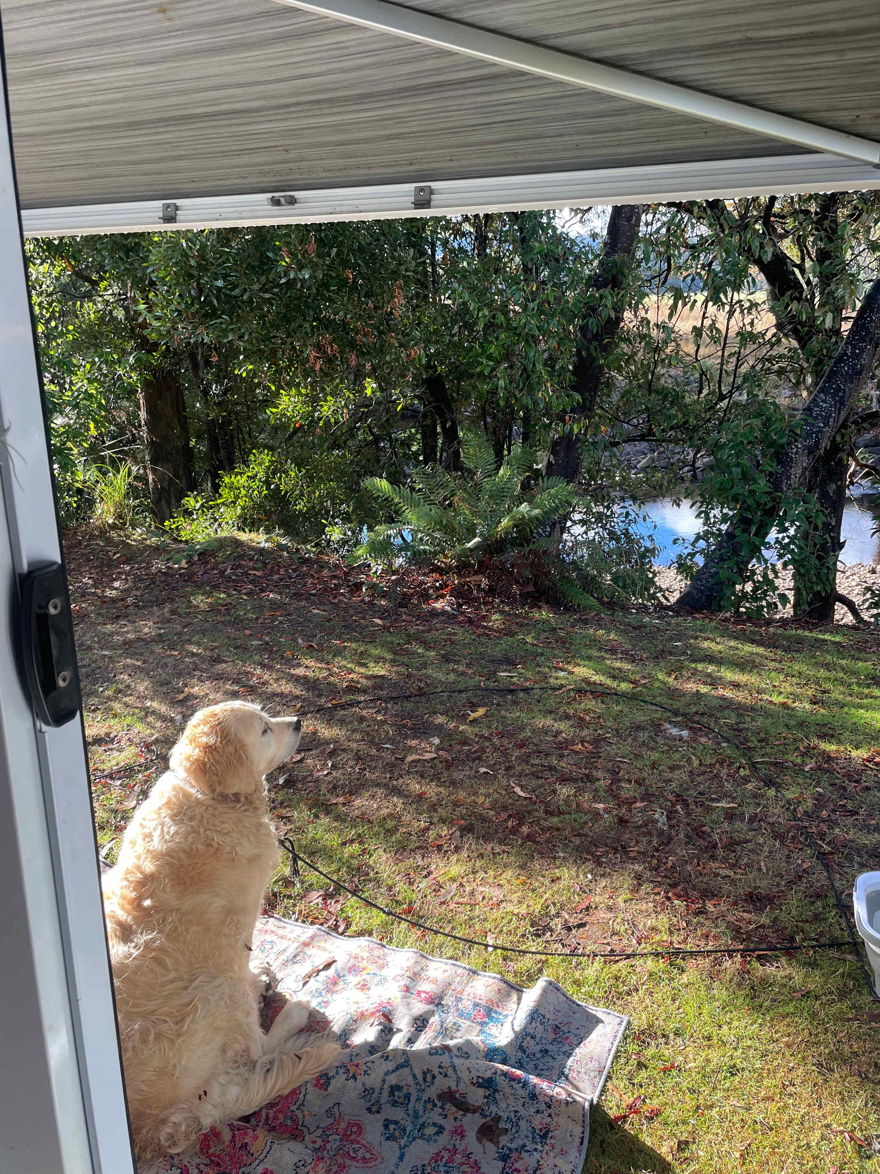 Luna enjoying the serenity 