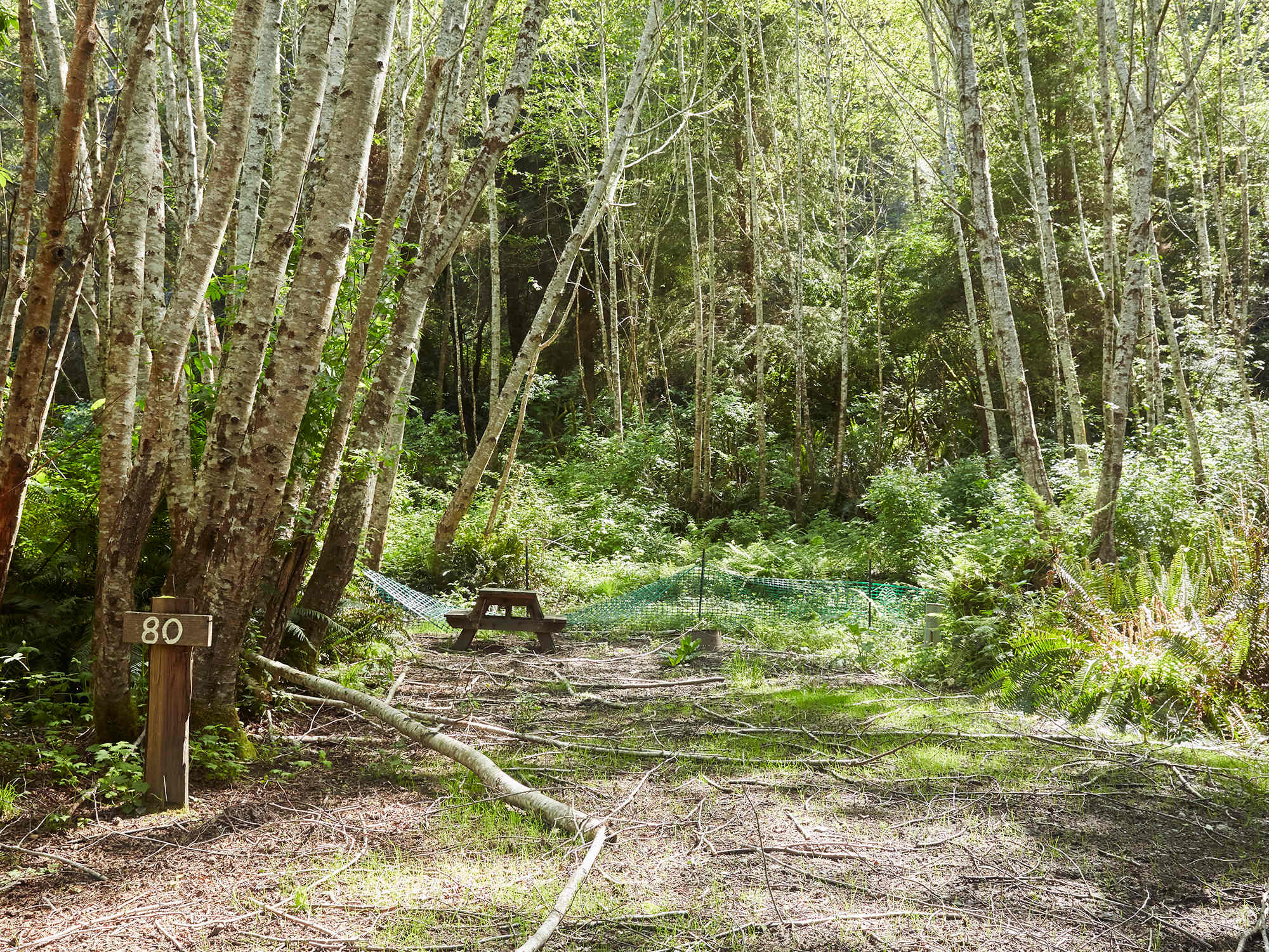 Picture of the site