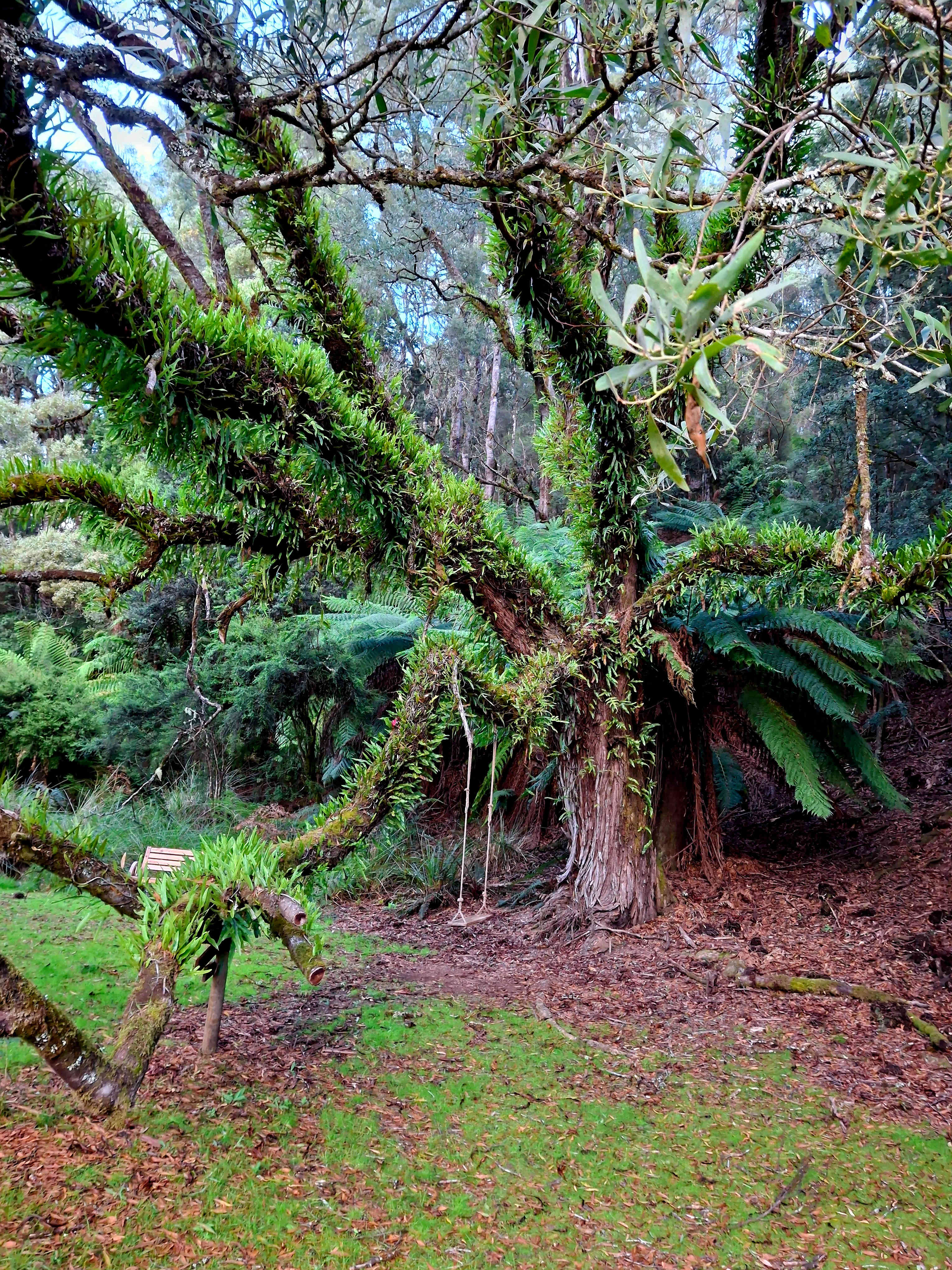 🐞🌿 Ladybug Camping 🌿🐞