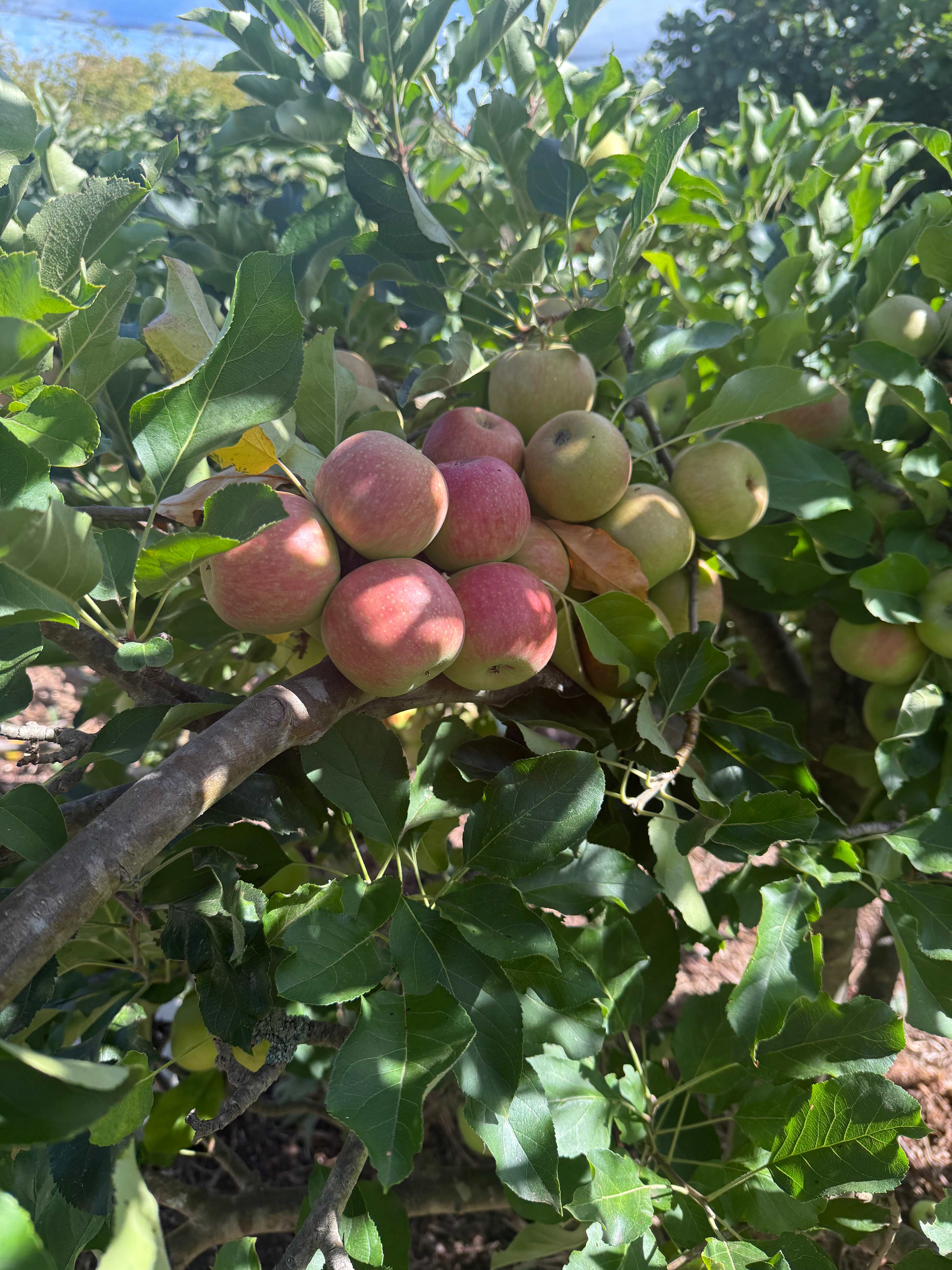 Fair Harvest Retreat Margaret River