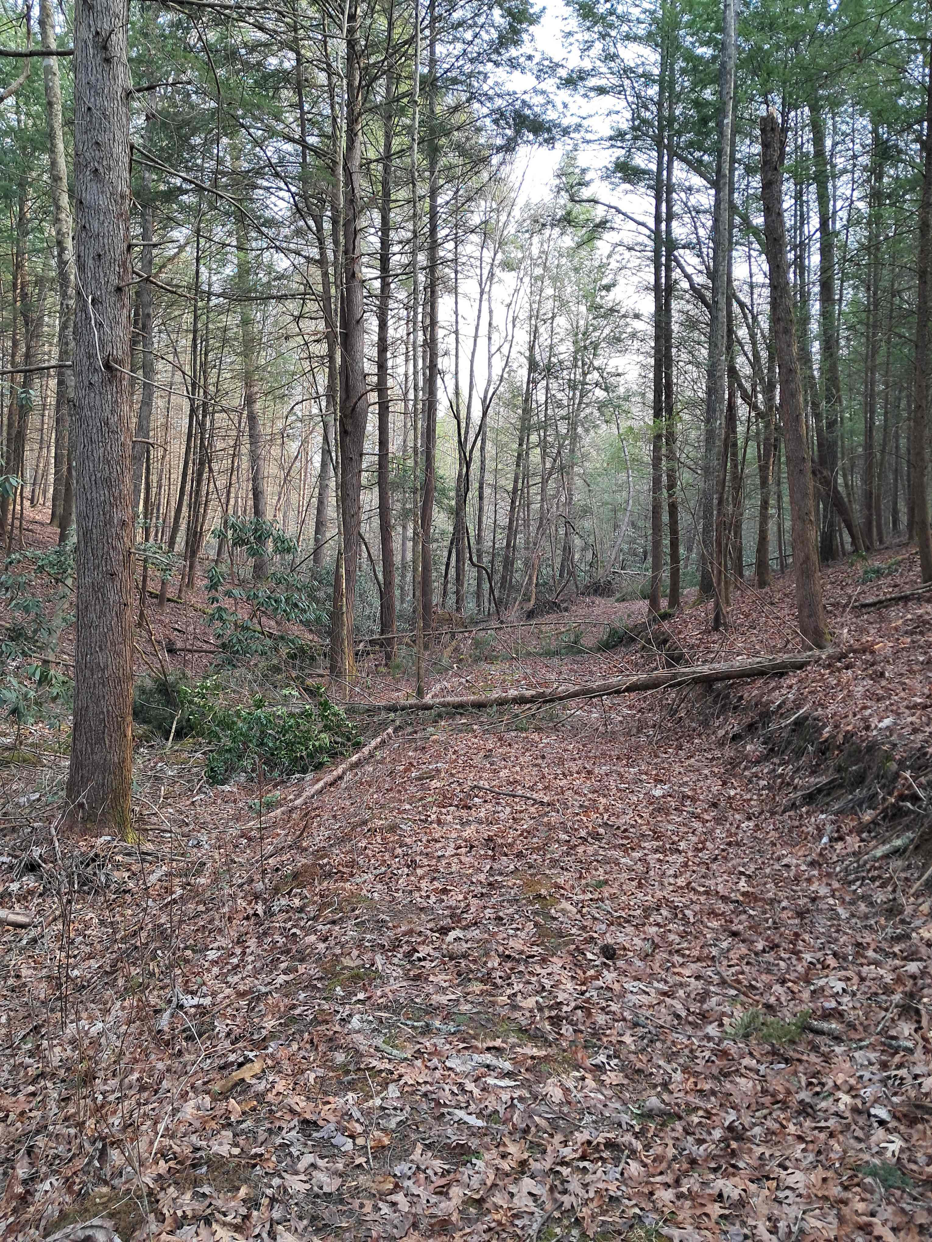 Beautiful hemlock everywhere!