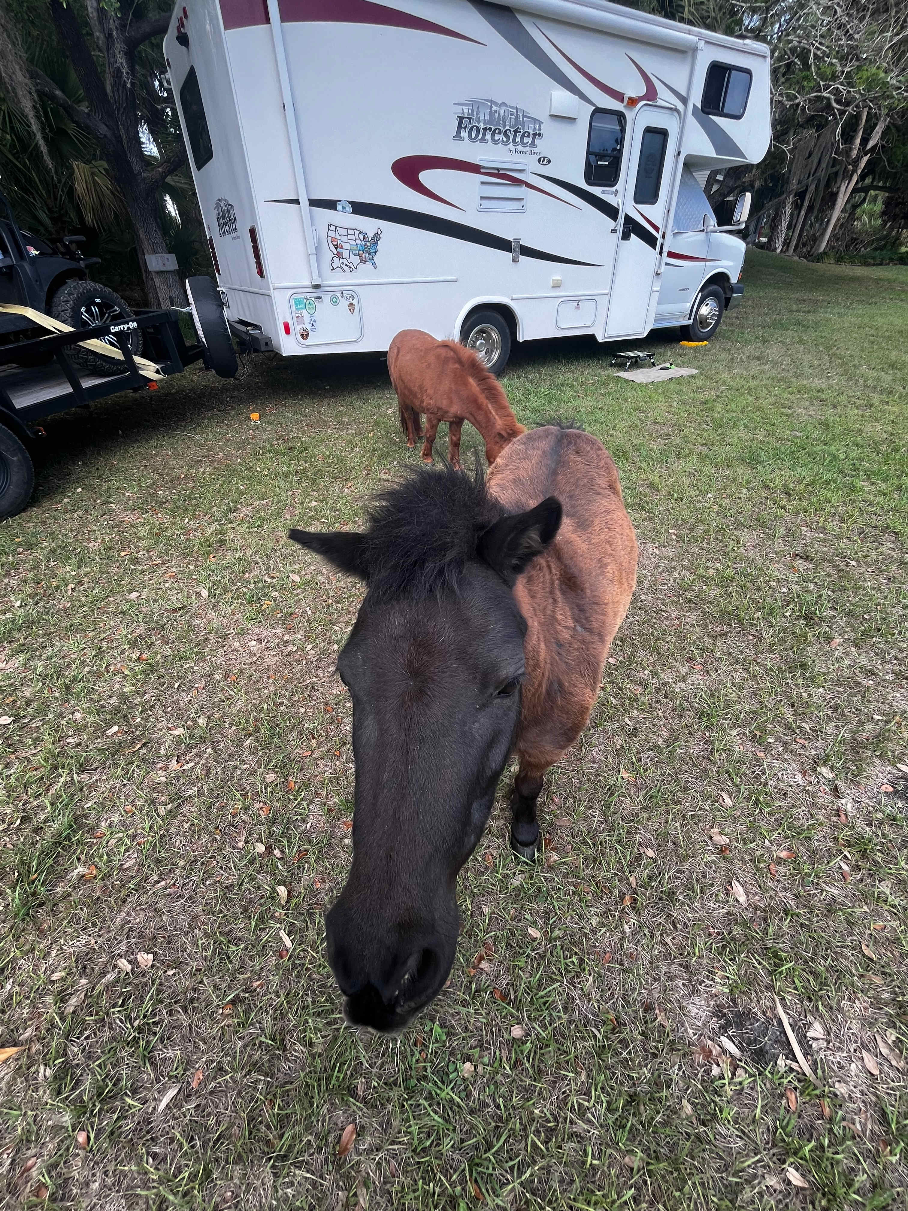 Friendly visitors 