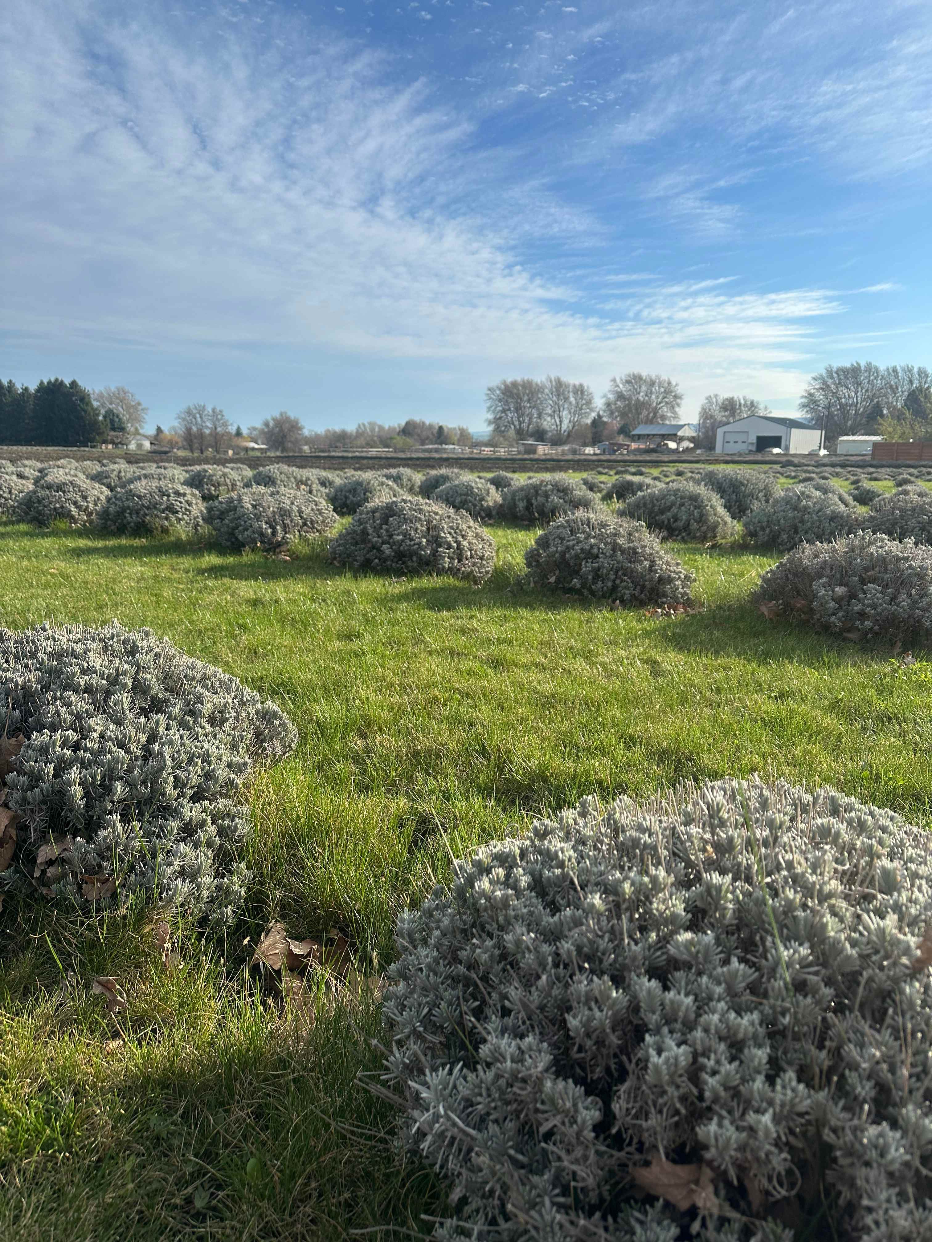 Relaxing, Peaceful Lavender Farm