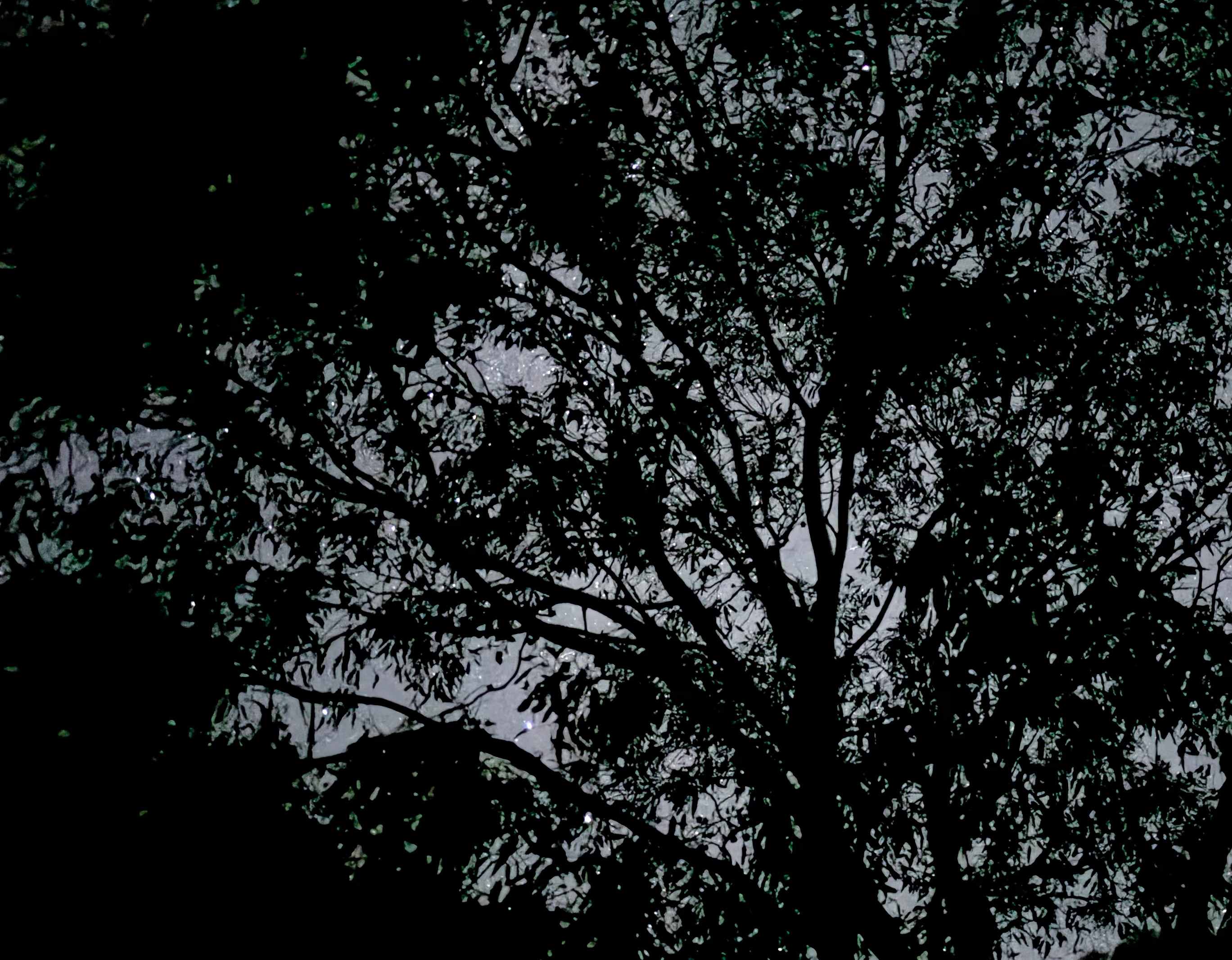 Reedy lakes farm stay