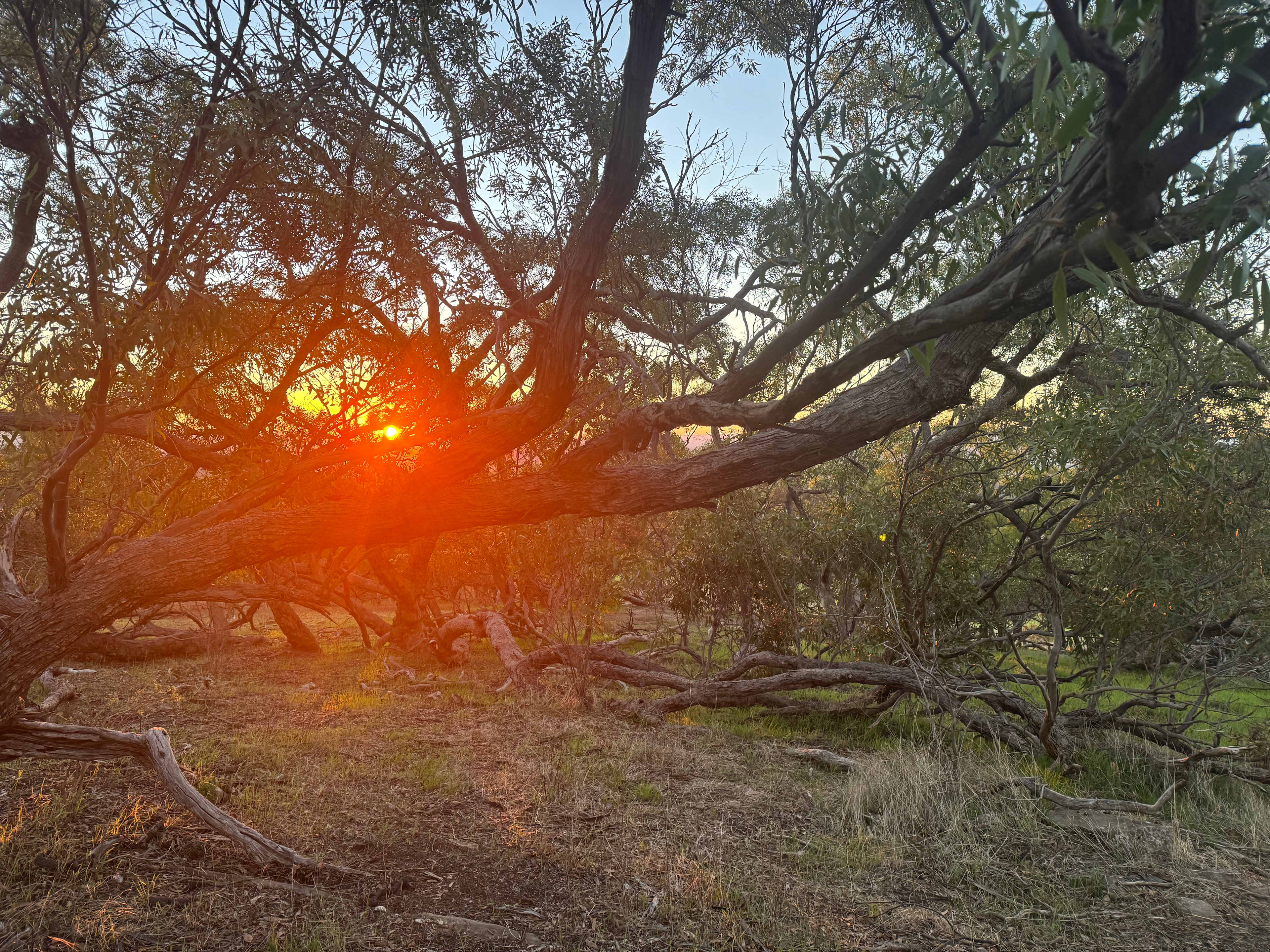 Heggies Hill Bush Camp