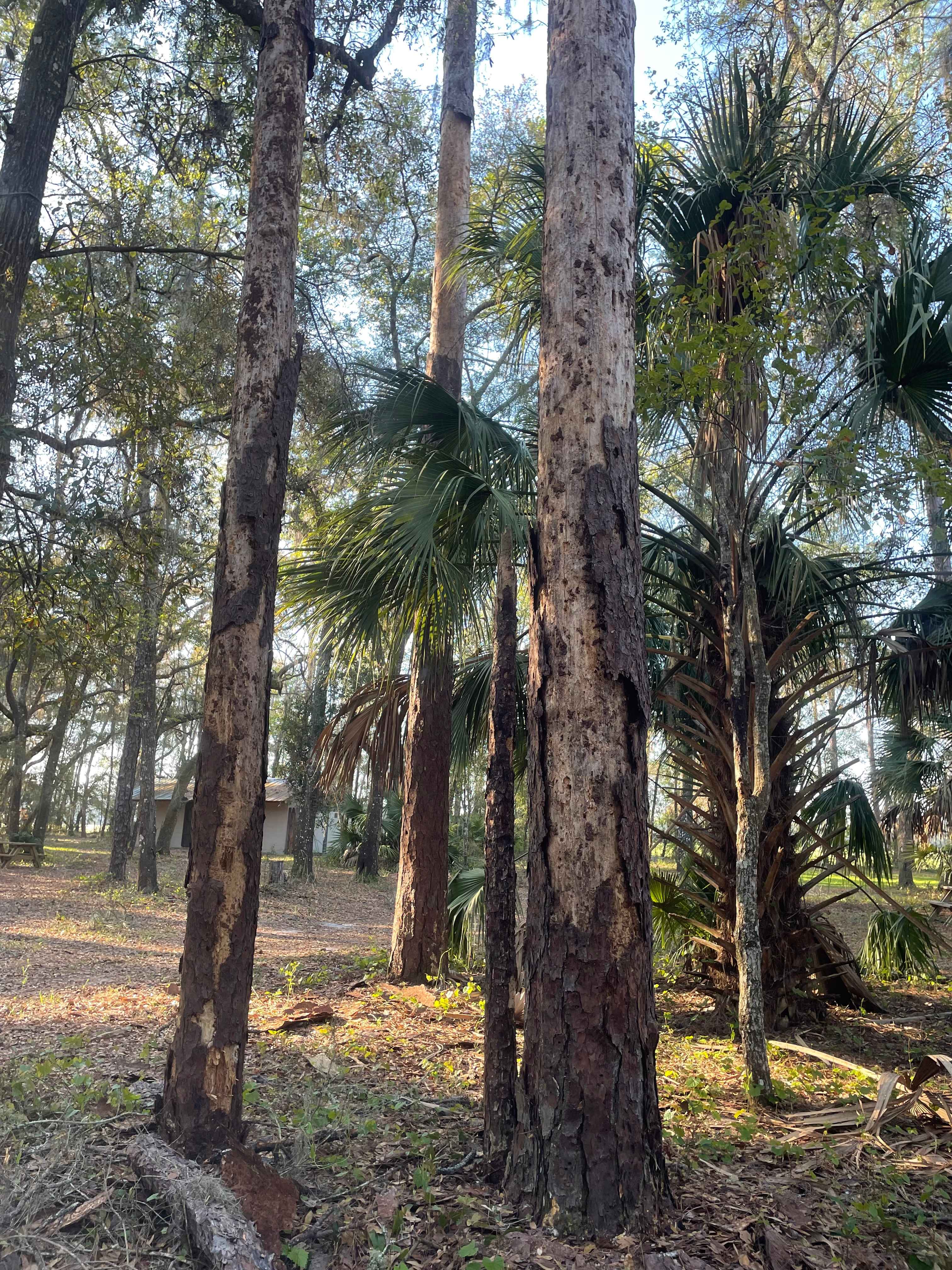 Camp Seminole Springs