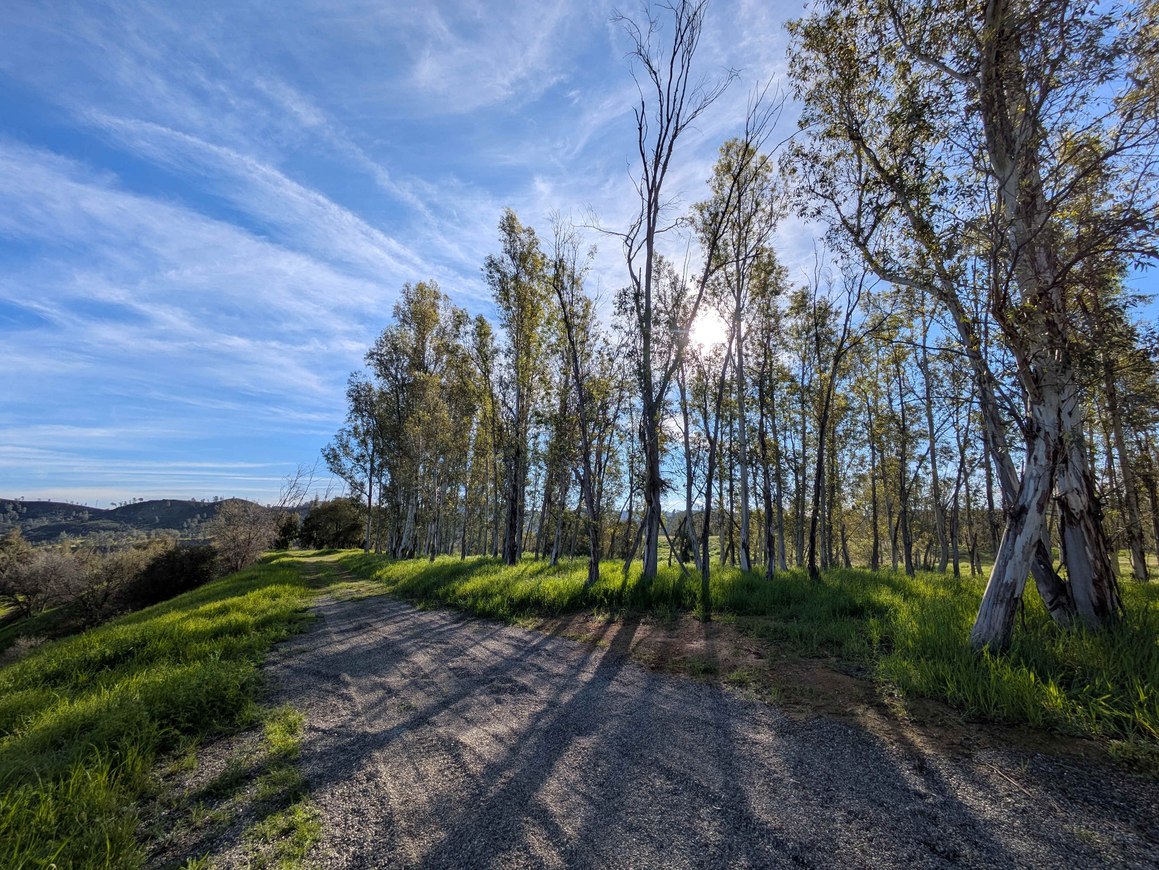 Eucalyptus Forest & Mountain Views