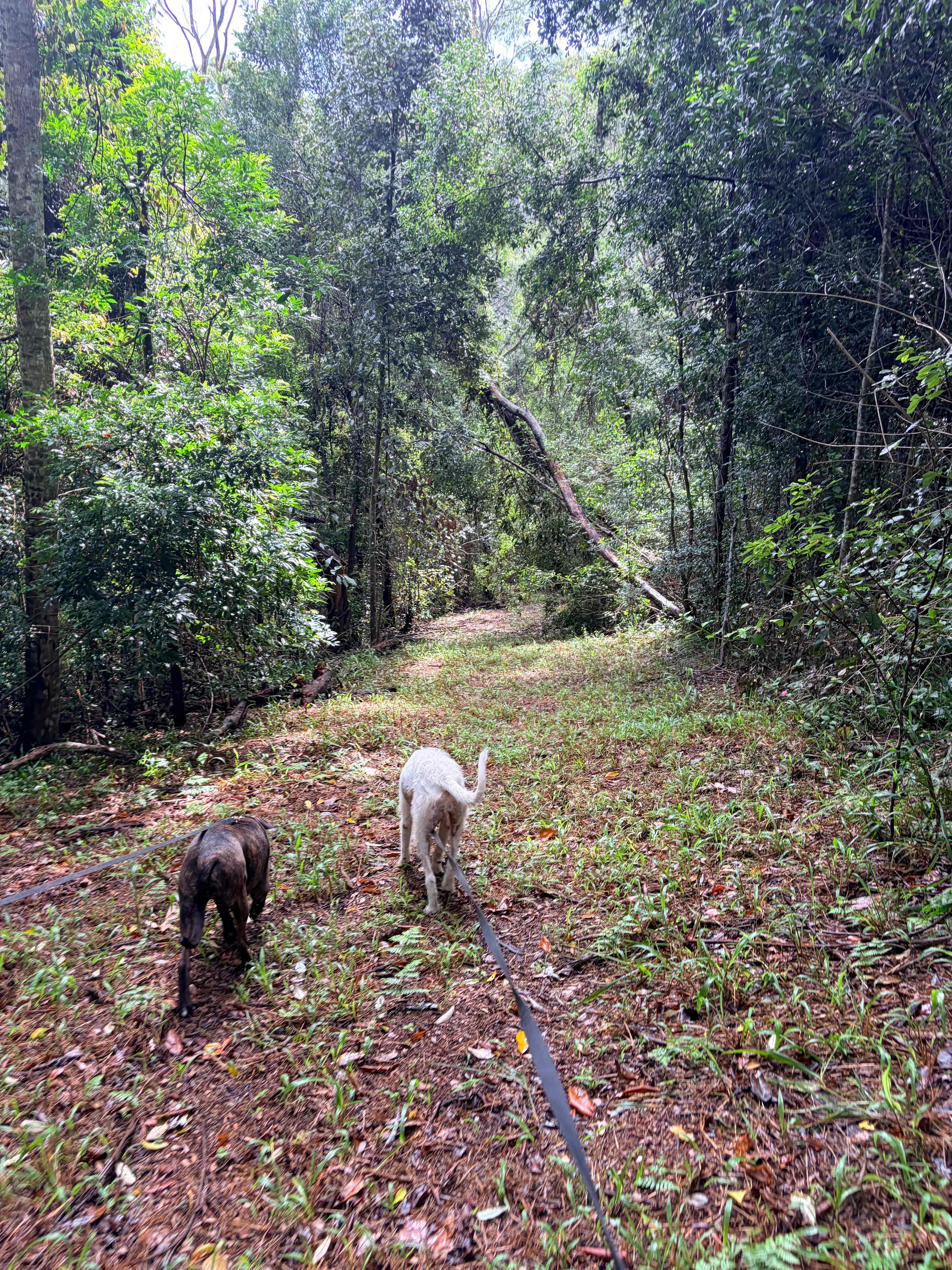 Sustainable Secluded Forestry Camp