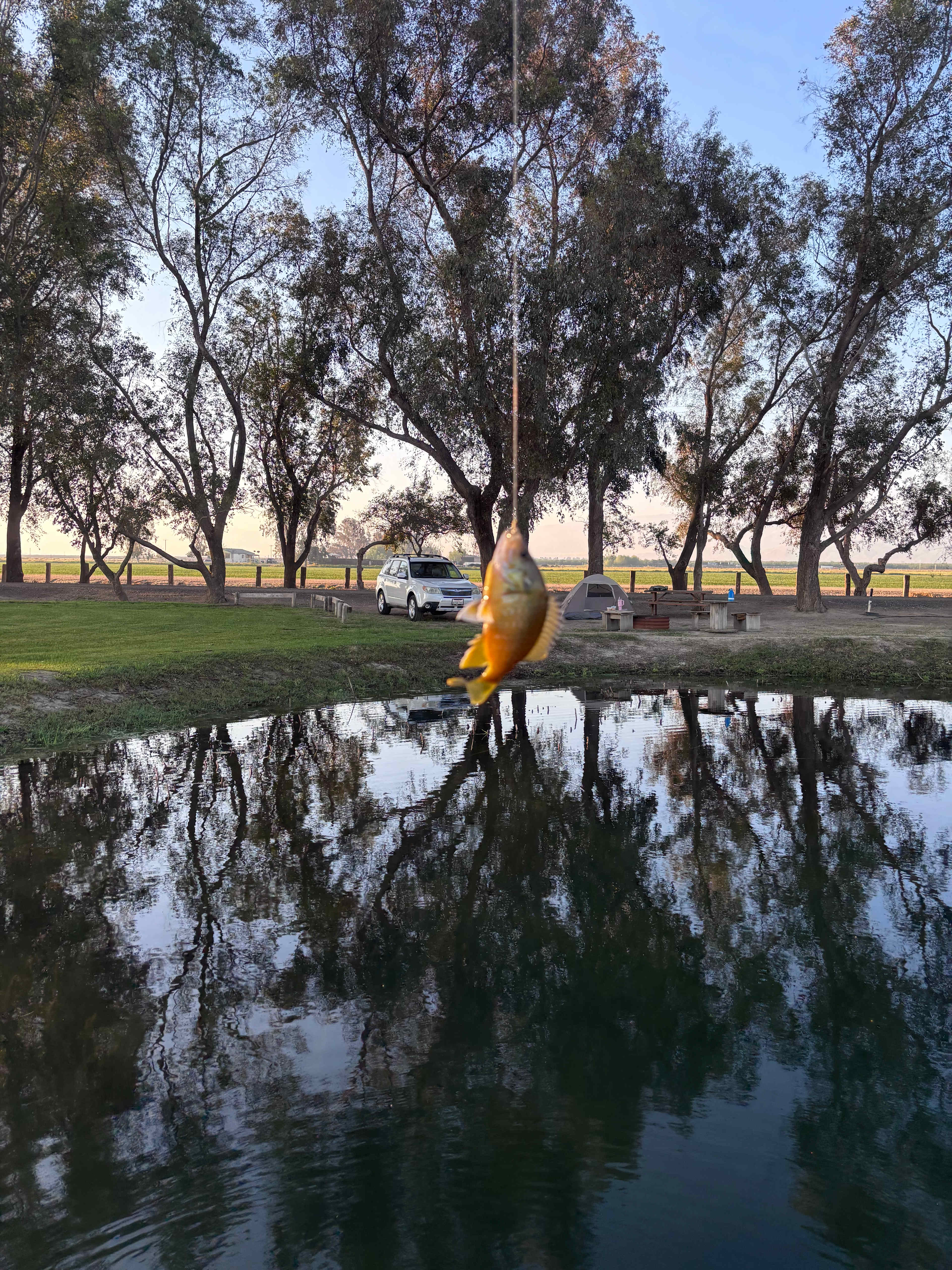Bakersfield Farm Animals & Pond