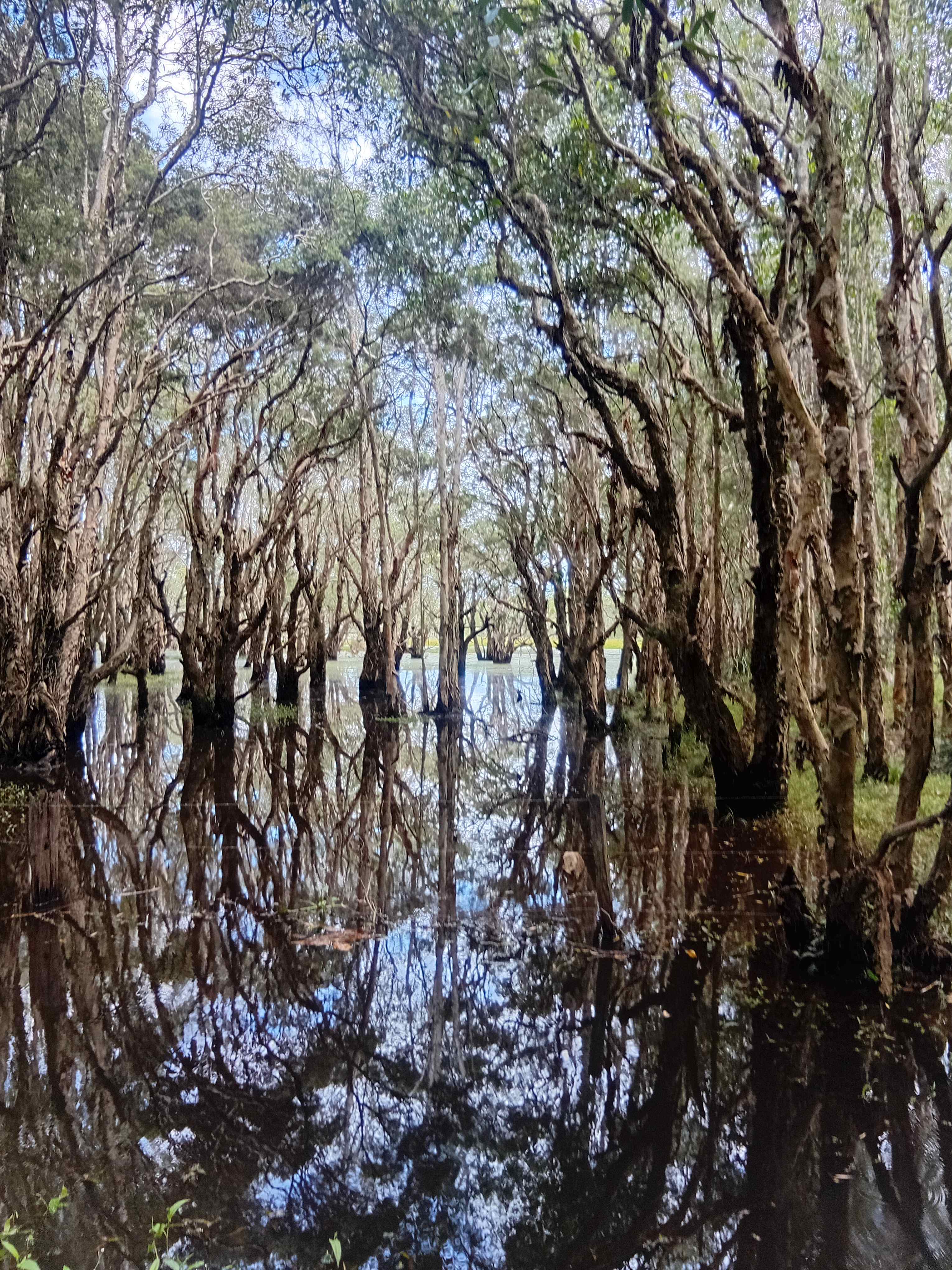Bushywood at Woodfordskilake