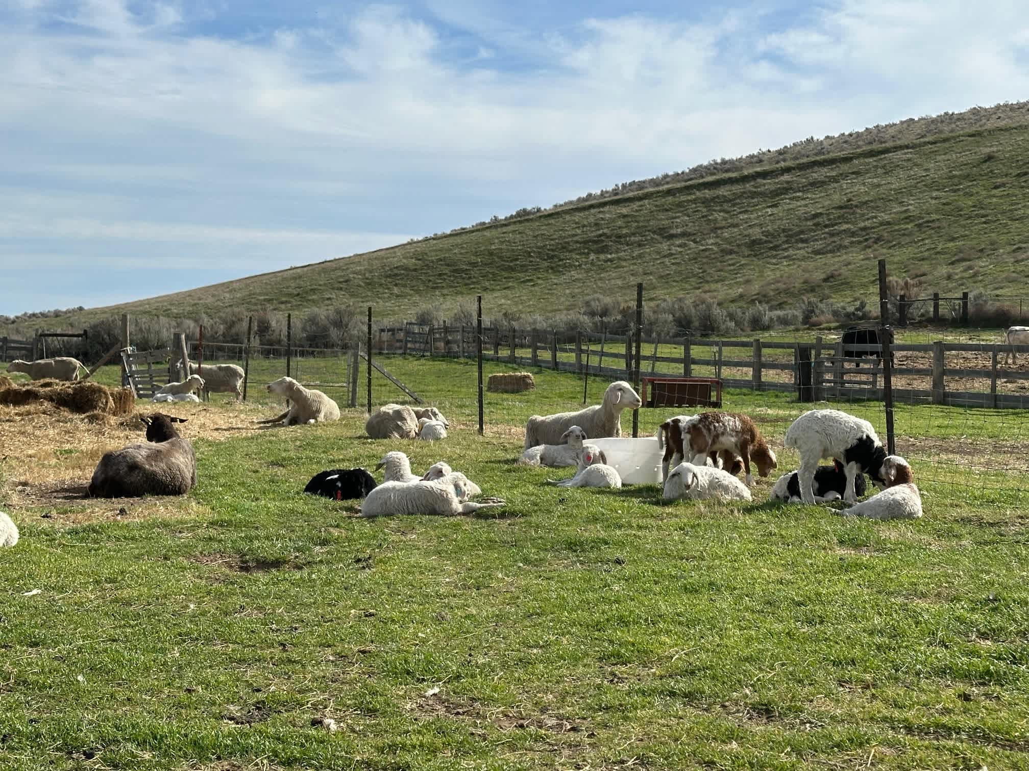 Milk A Sheep Camp at Tin Willows