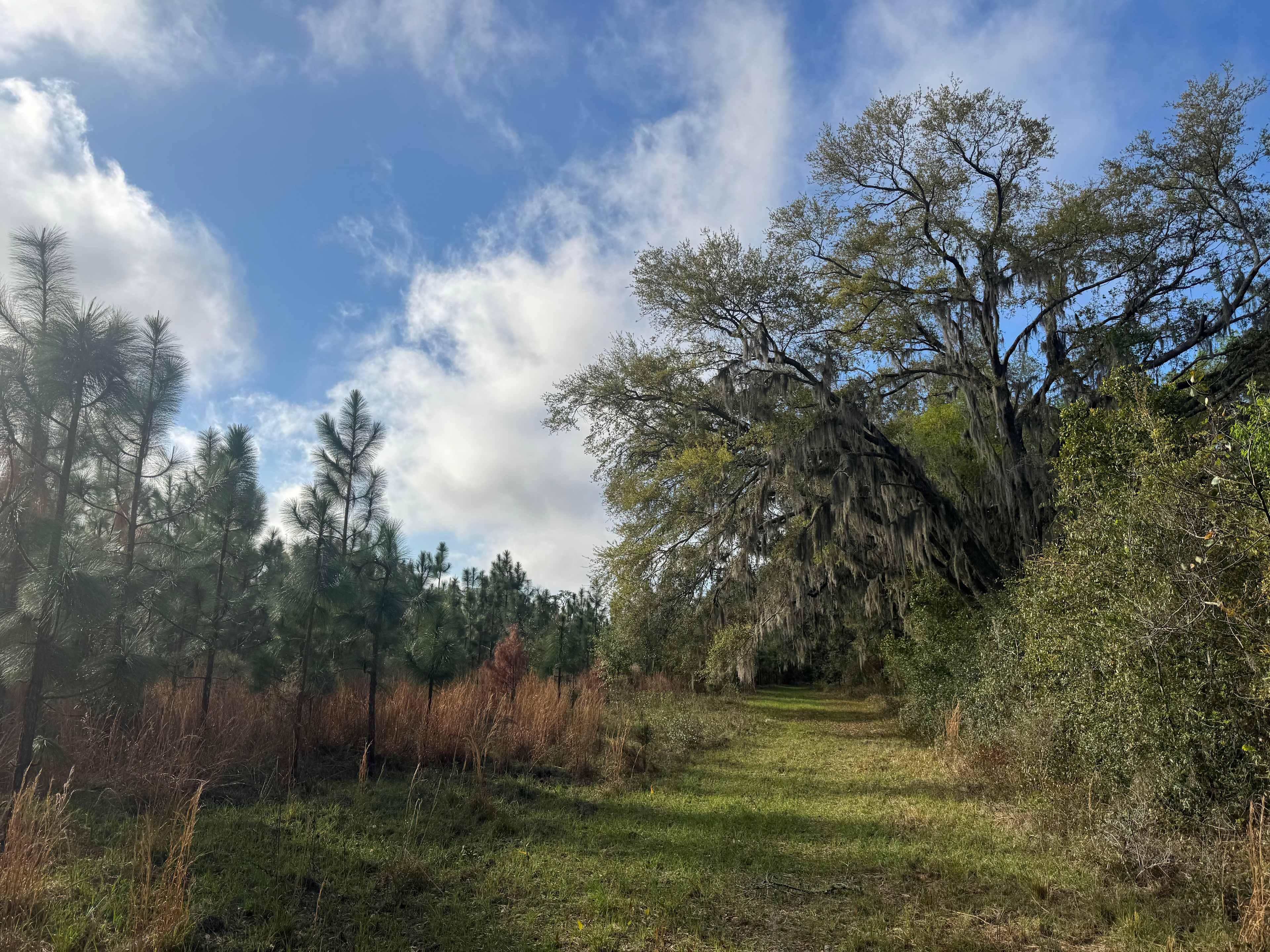 Spanish Moss Retreat