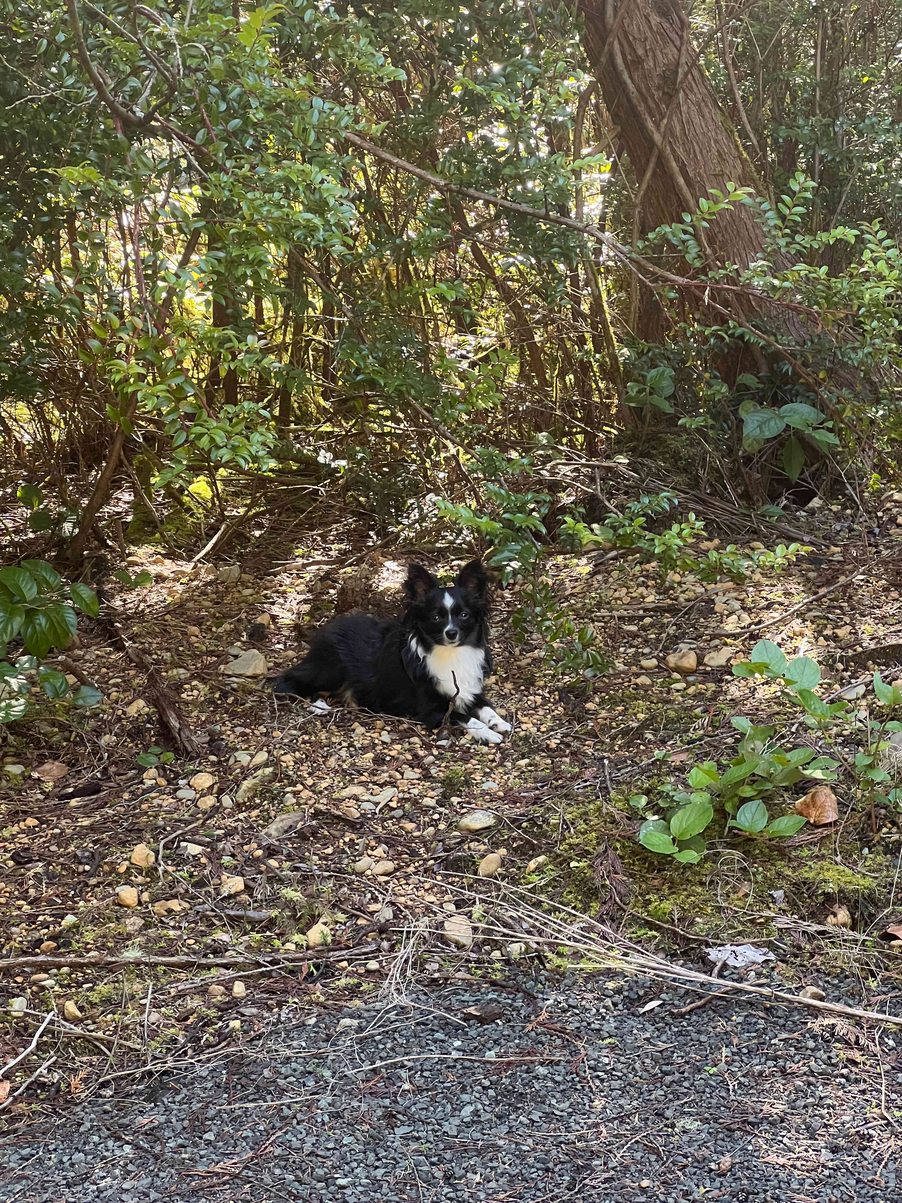 Hood Canal Acres