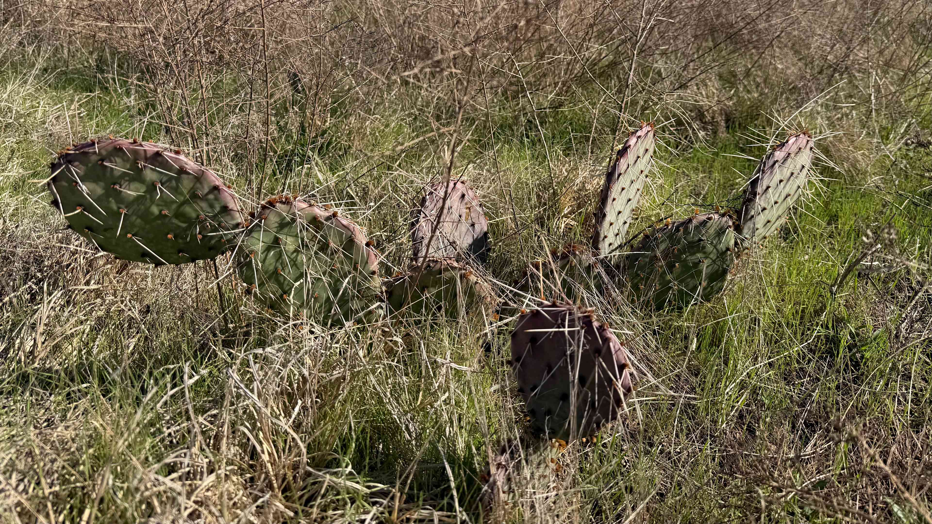 FMF Blank Canvas Campground