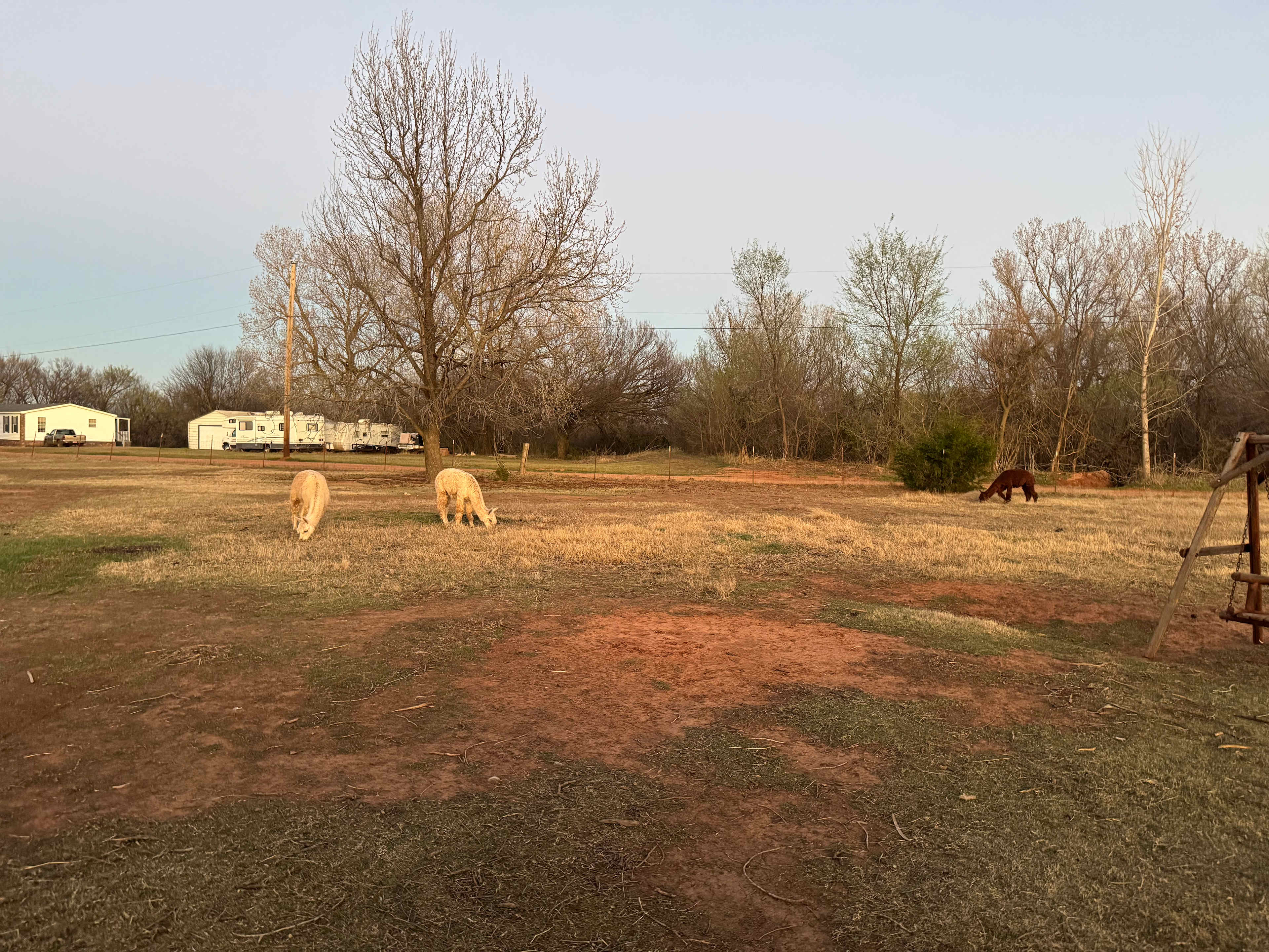 alpaca camping
