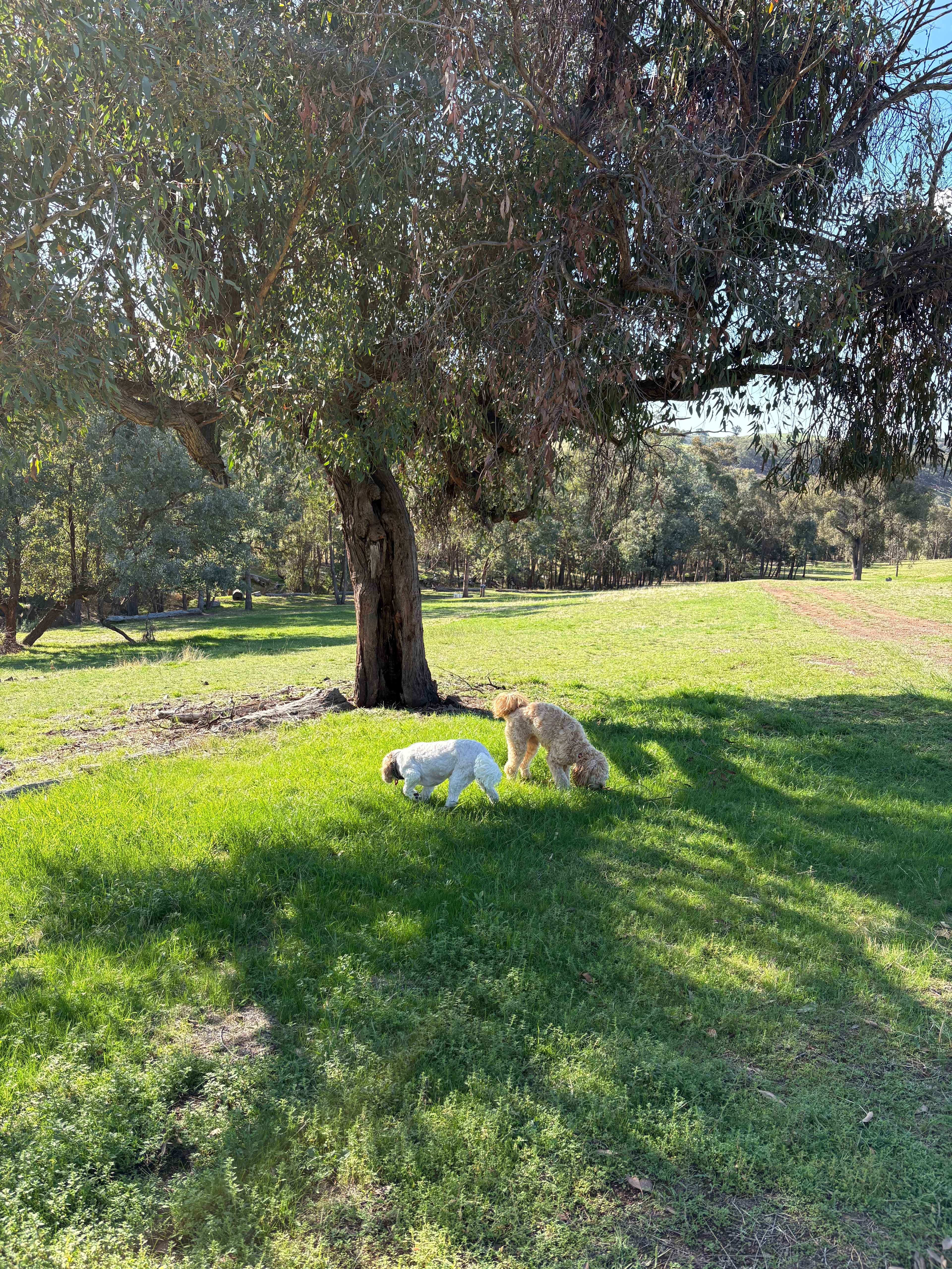 Thornbridge near Wineries, Lakes