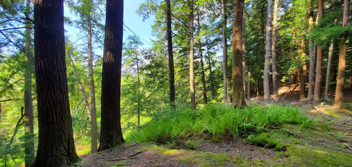 Picture of the site