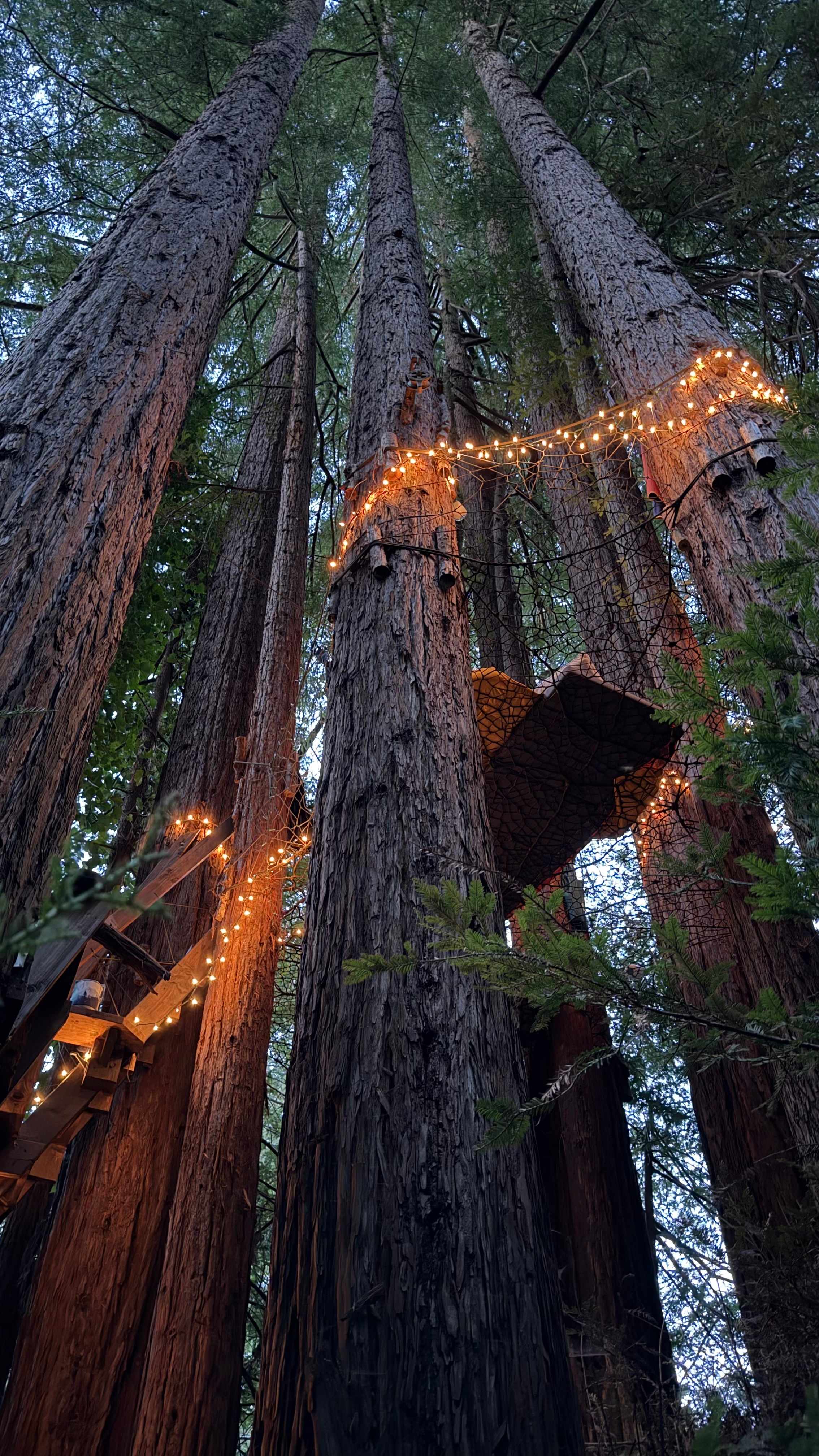 Sleep Up High In A Redwood Tree-net