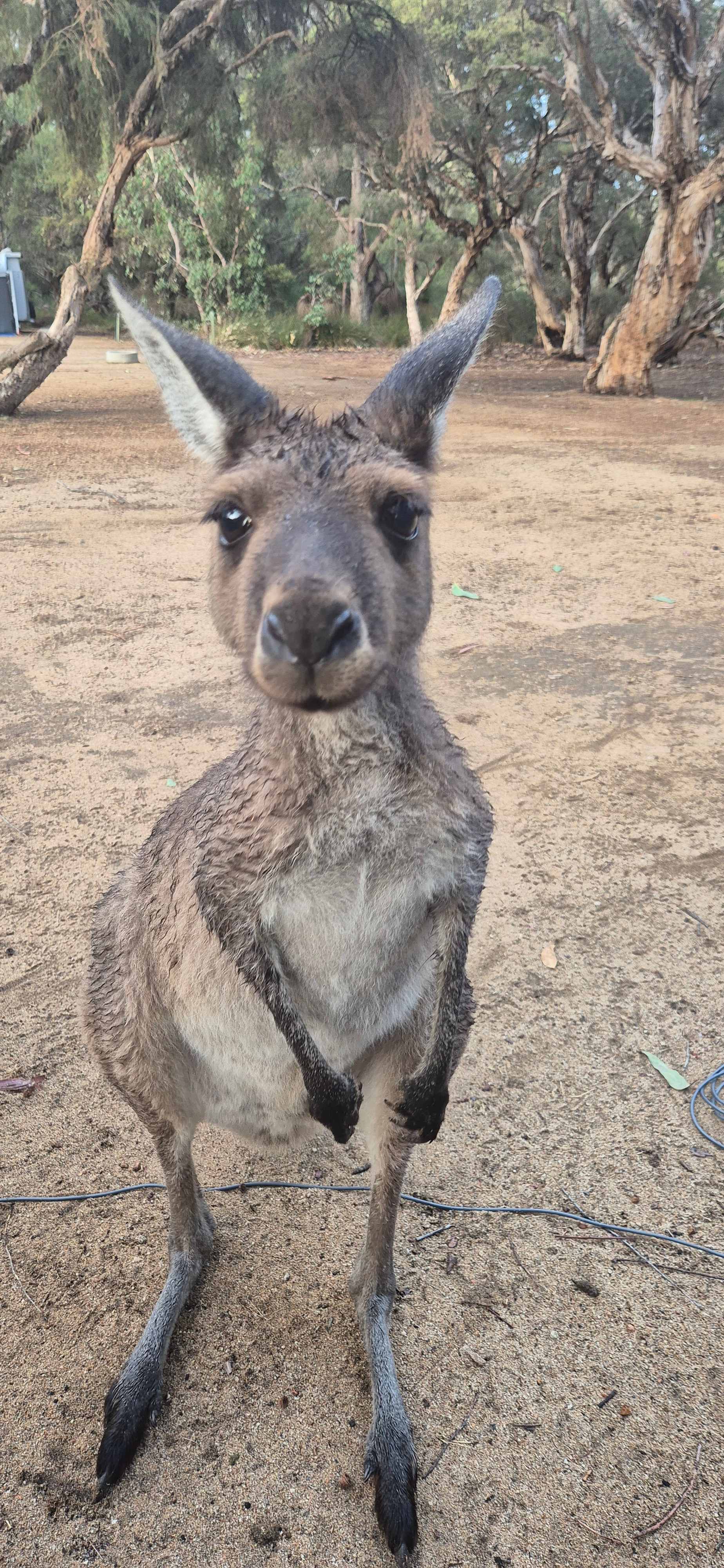 Molloy Holiday Park - Nature Awaits