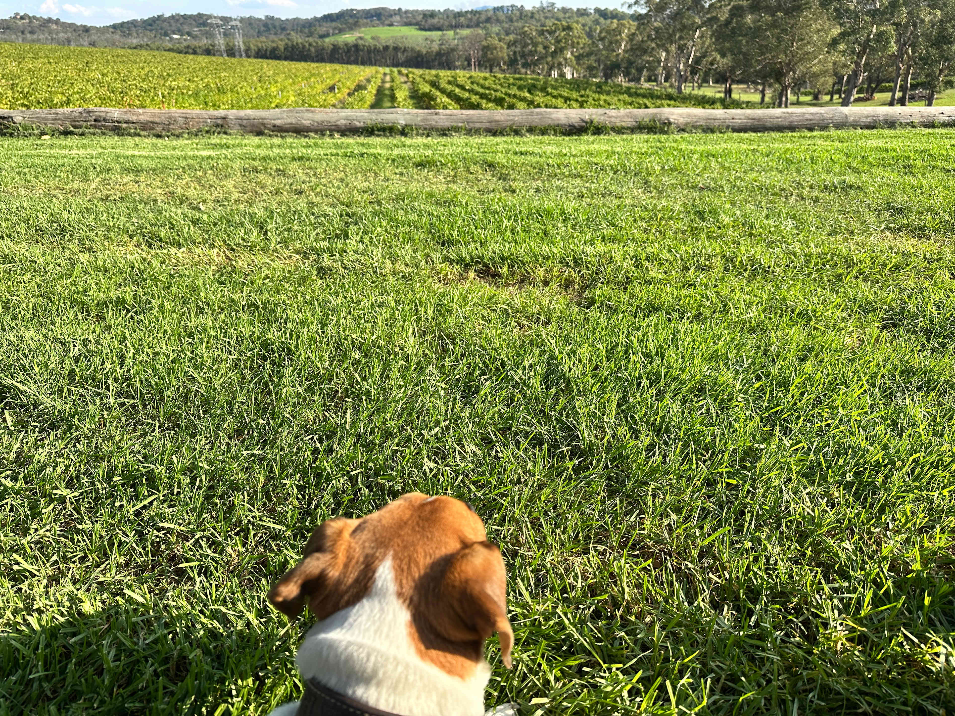 Yarra Valley Vineyard Views