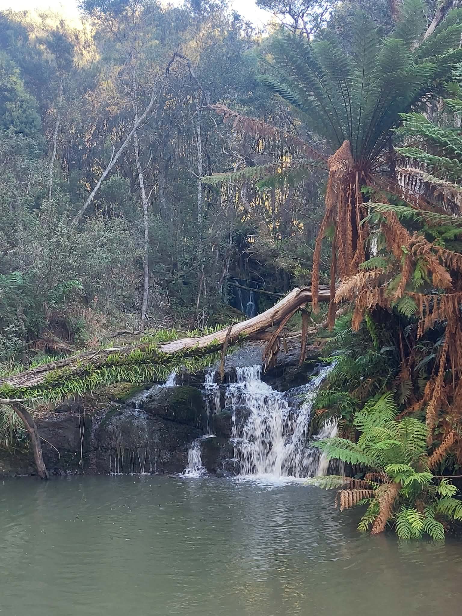 🐞🌿 Ladybug Camping 🌿🐞