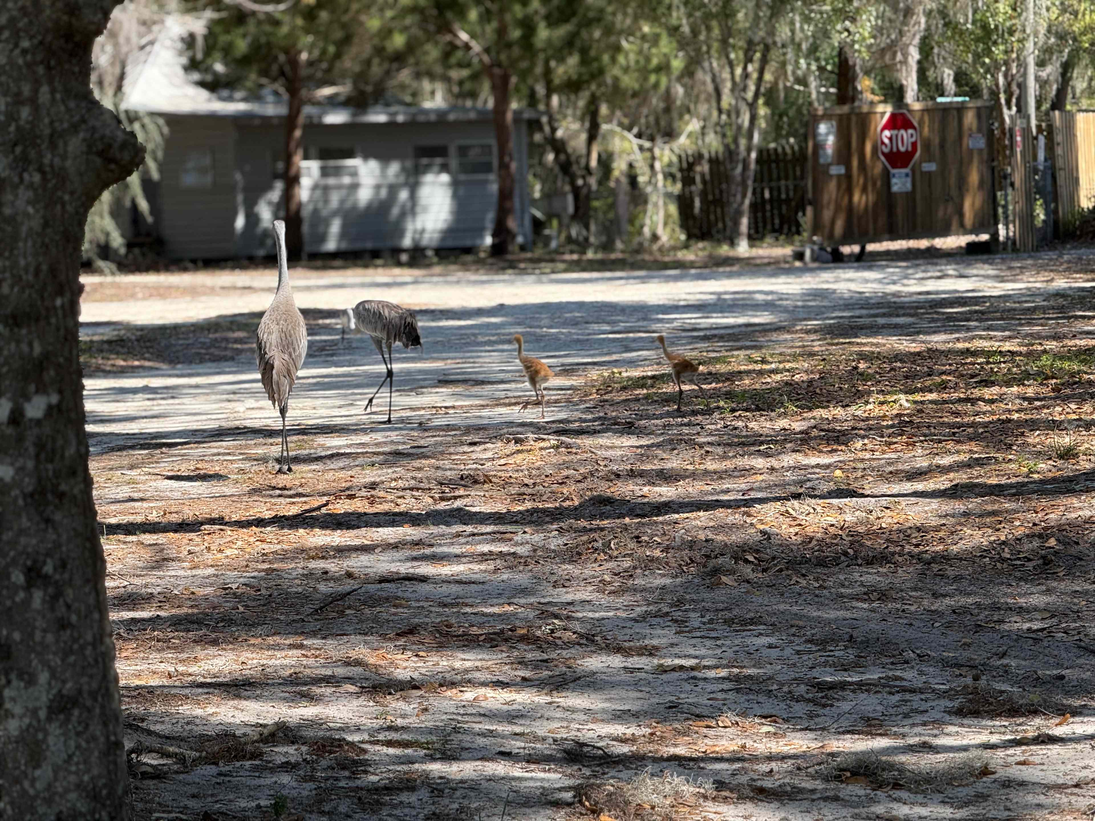 Paradise Lake  Rousseau ,Fl
