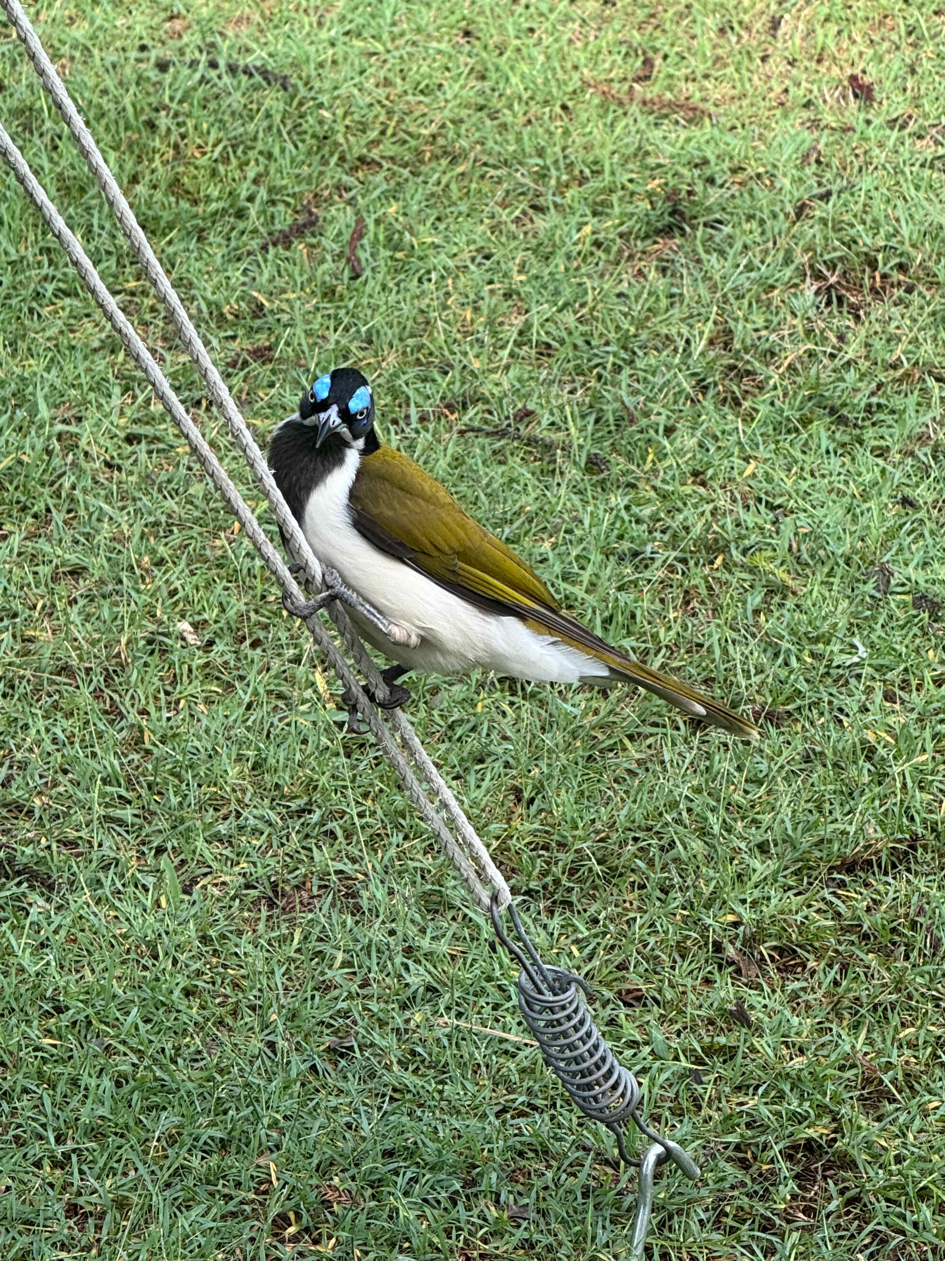 My little birdy friend 