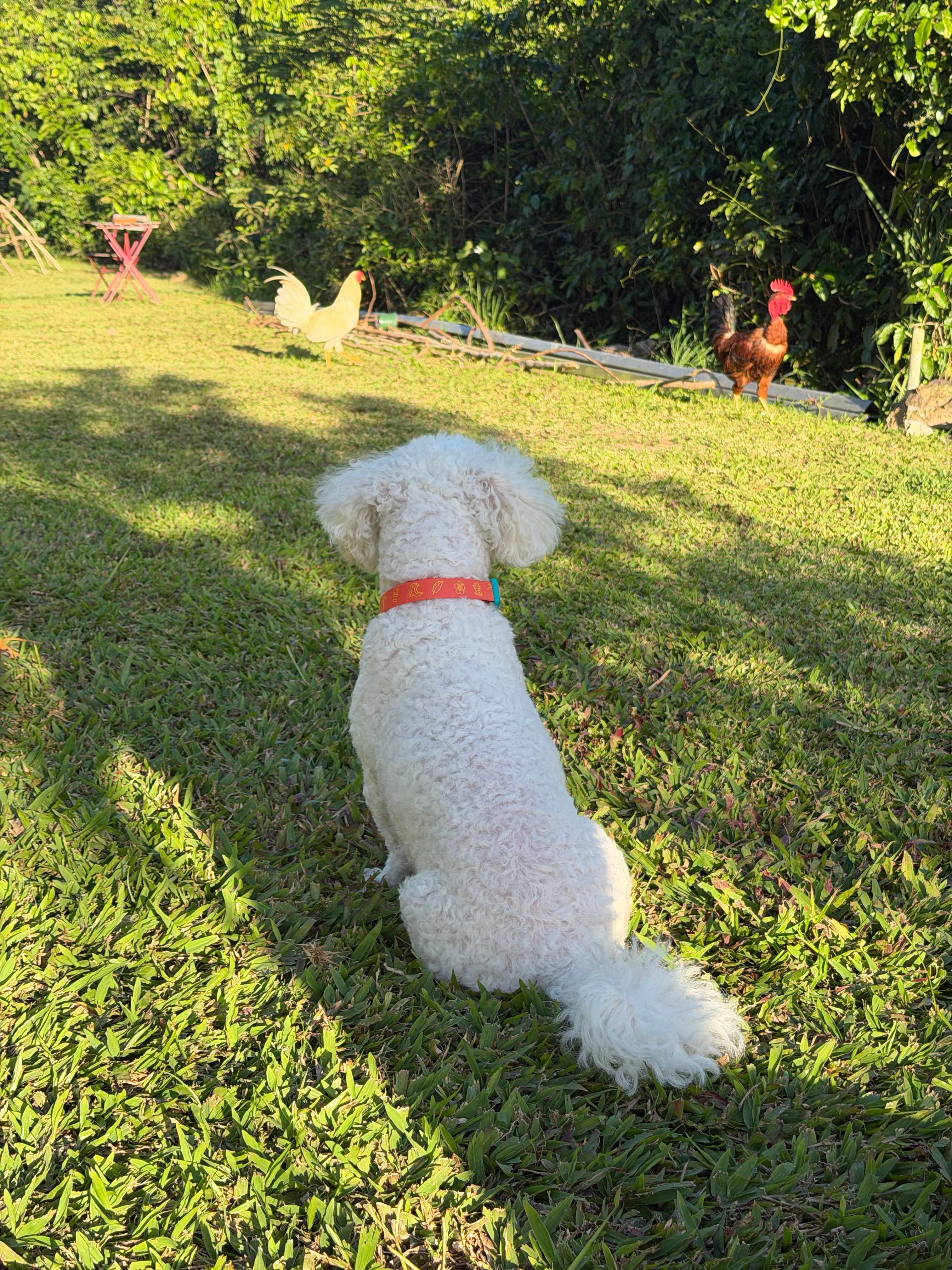 Terruño Azulverdoso