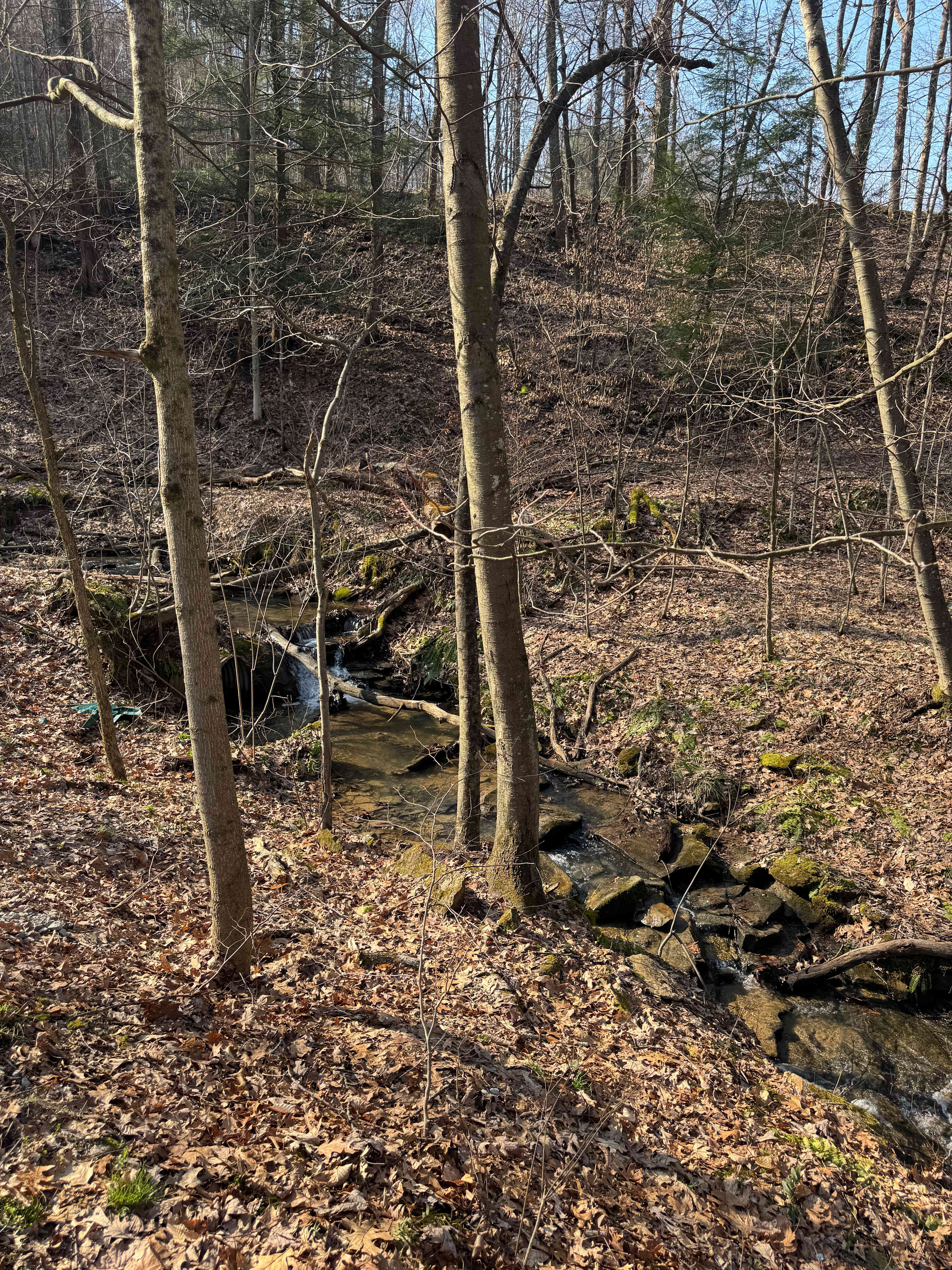Muddy Myst