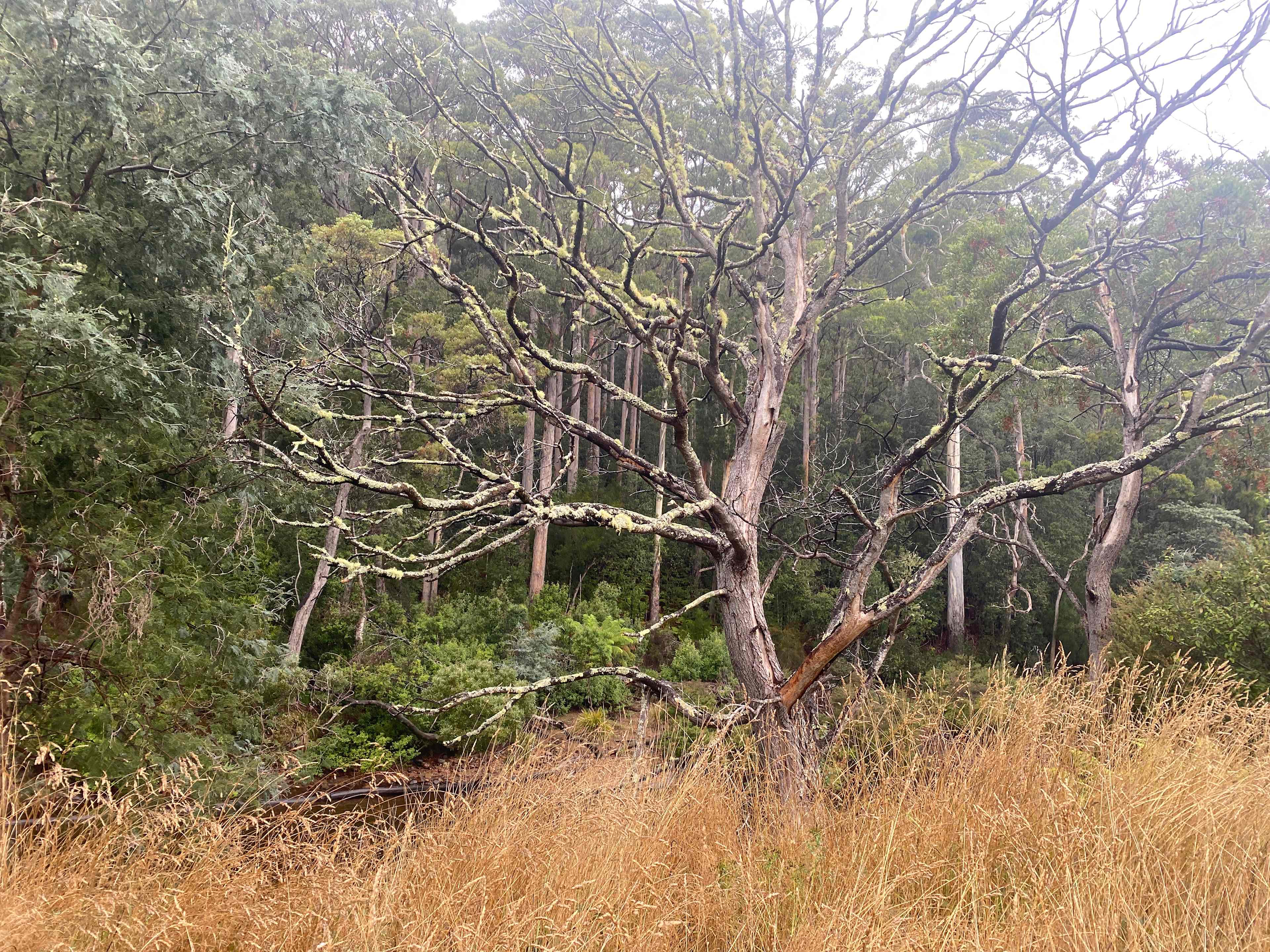 Leven River Camping On Wattle Farm