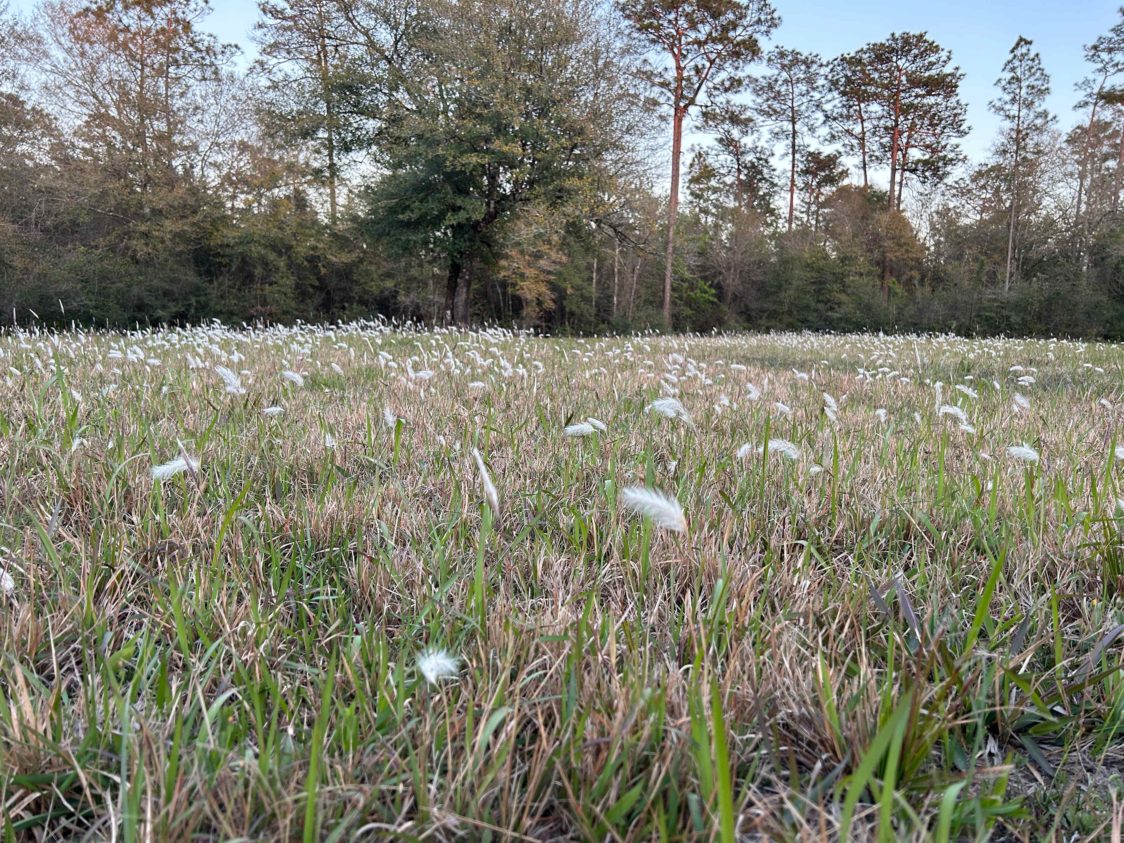 A&W Christmas Tree Farm