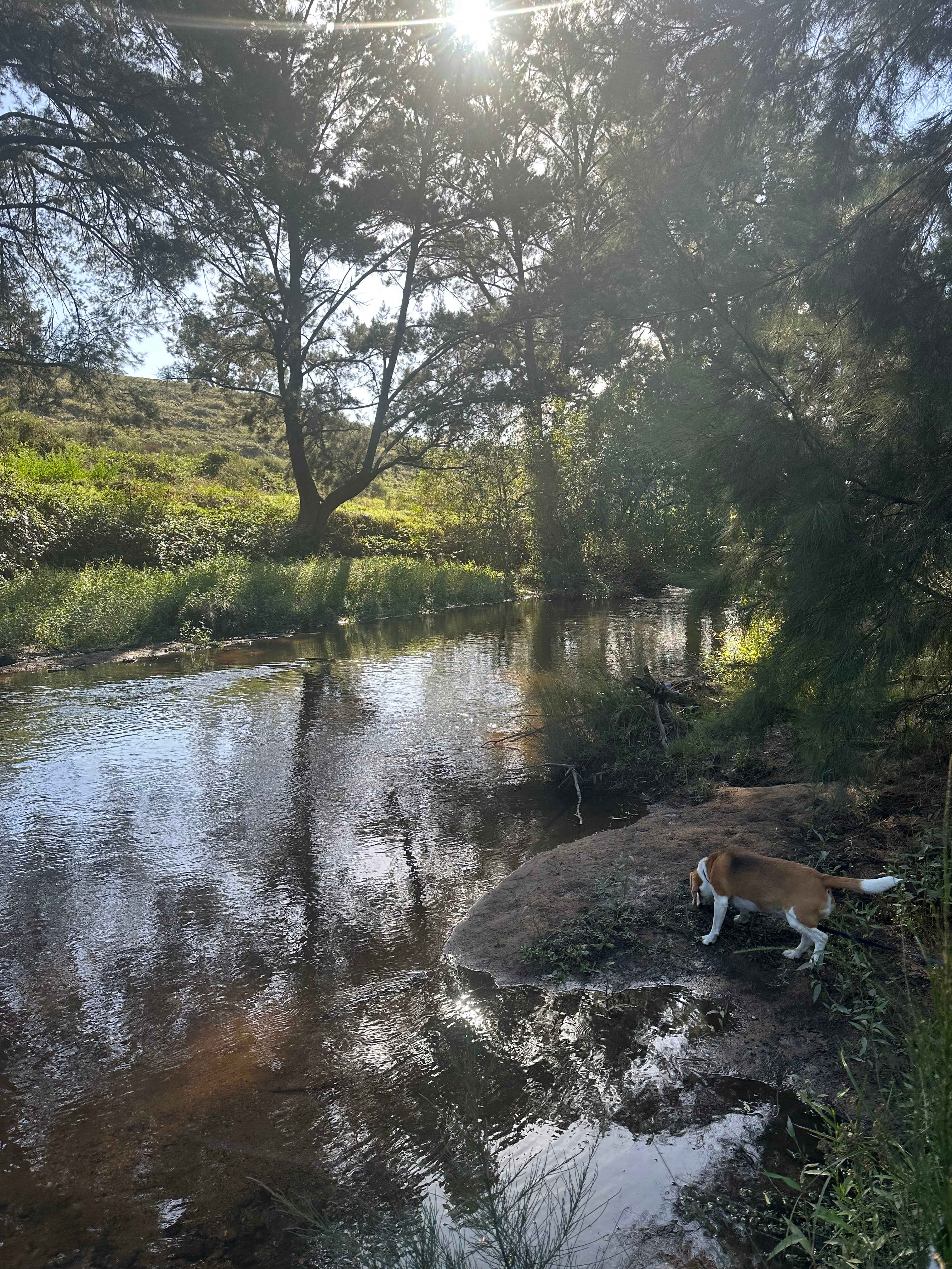 Windy Oaks Farm, O'Connell