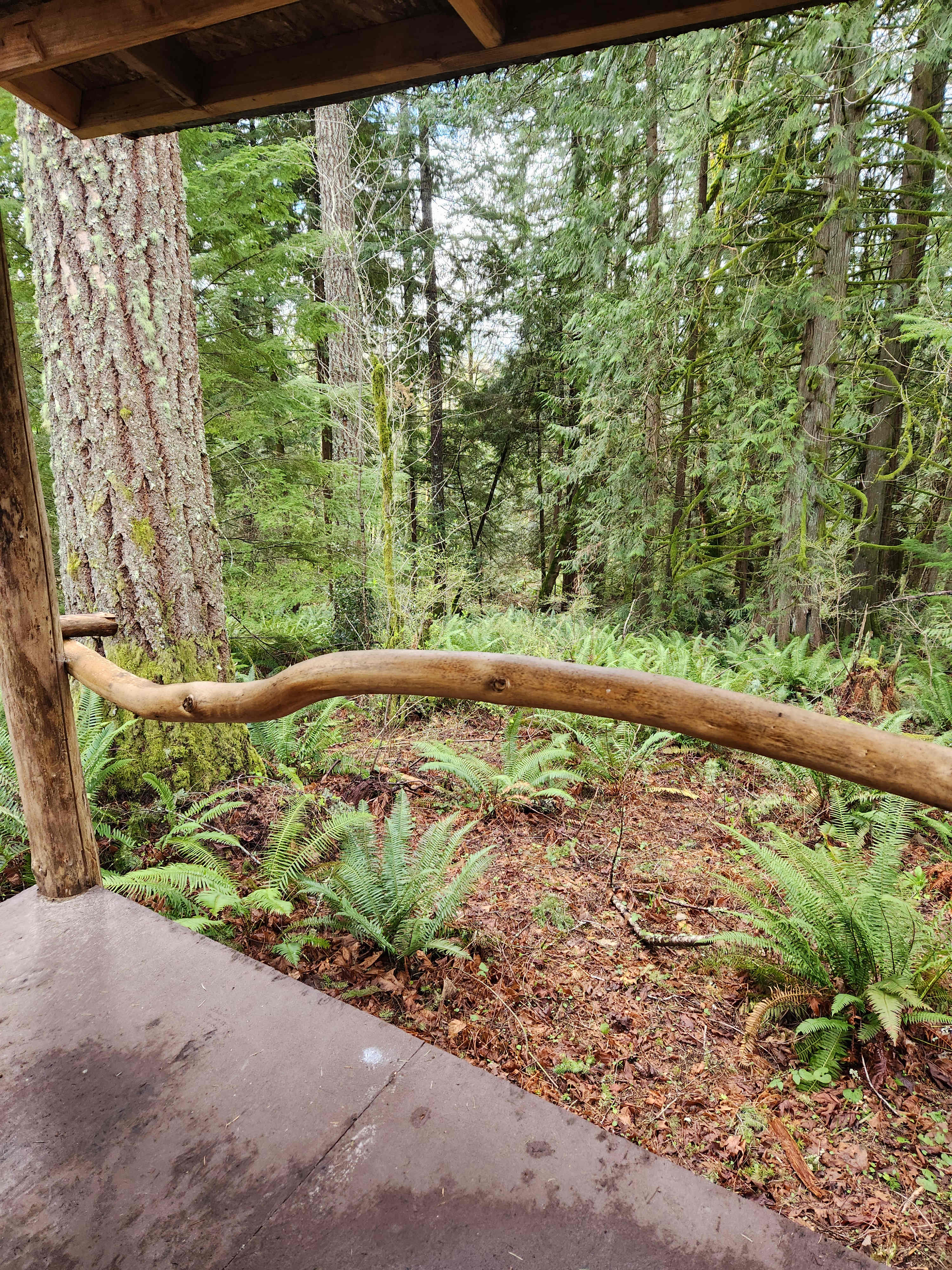 Marmot House Old Growth Forest