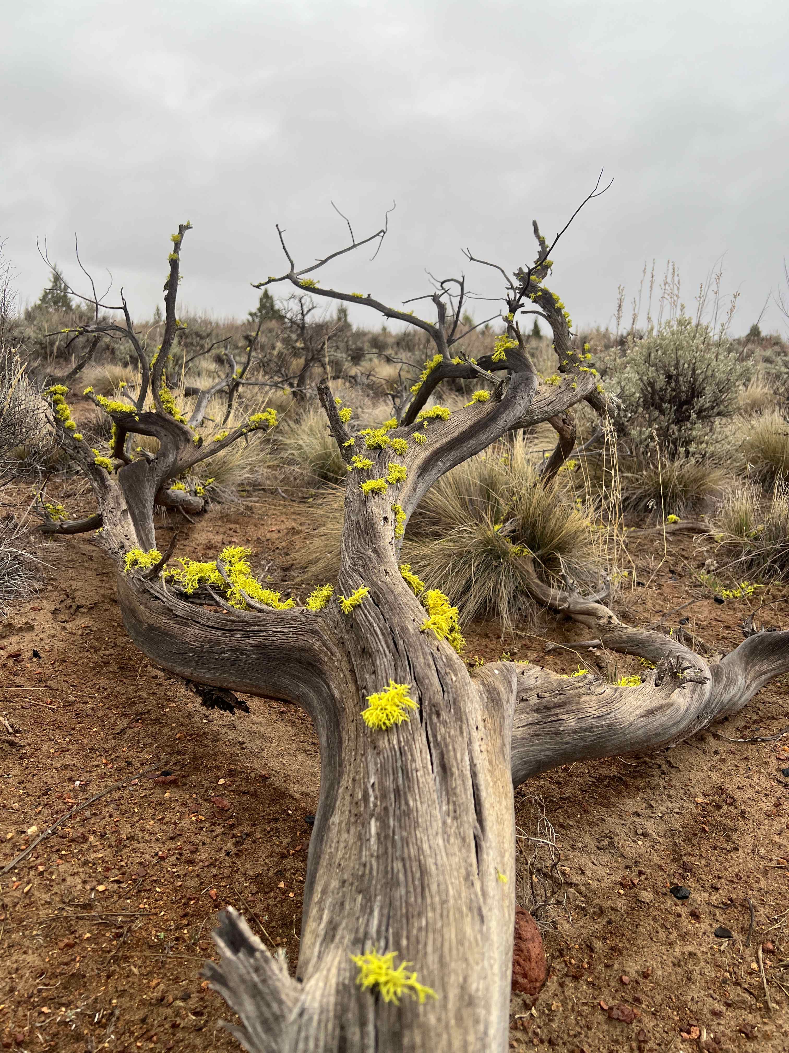 B:30 Desert Destination