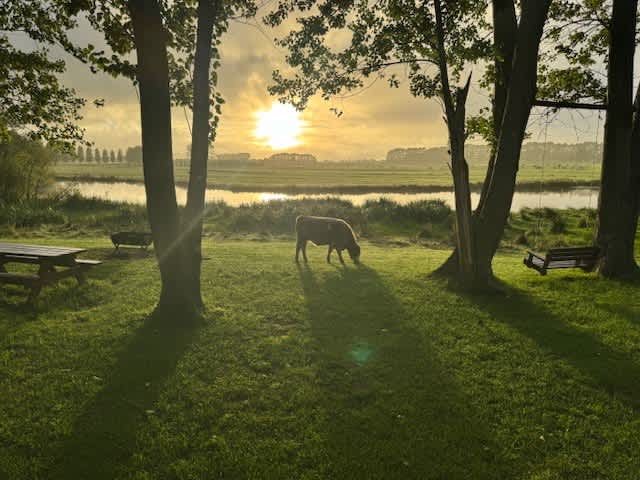 Wings of the Carribee