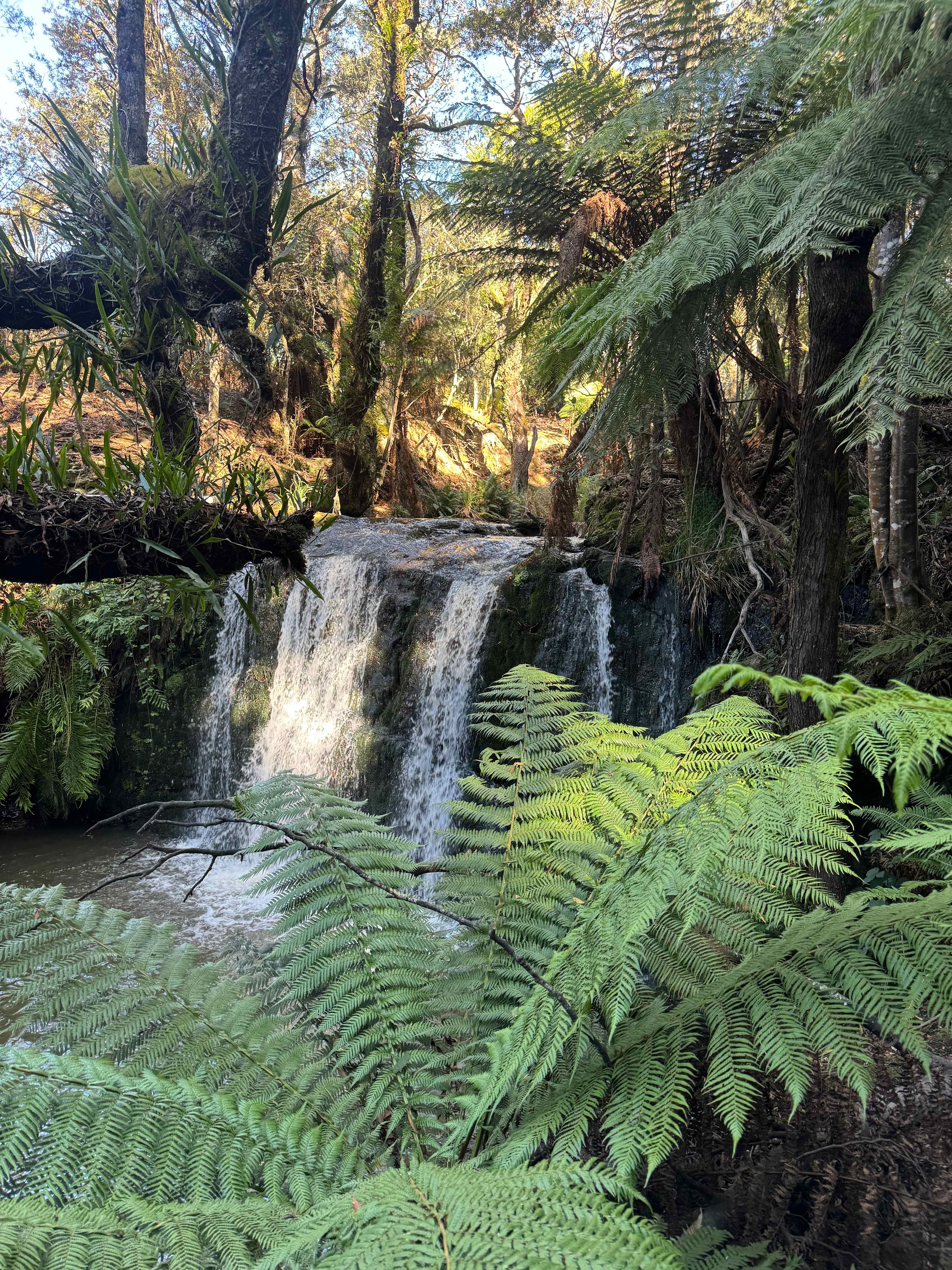 🐞🌿 Ladybug Camping 🌿🐞