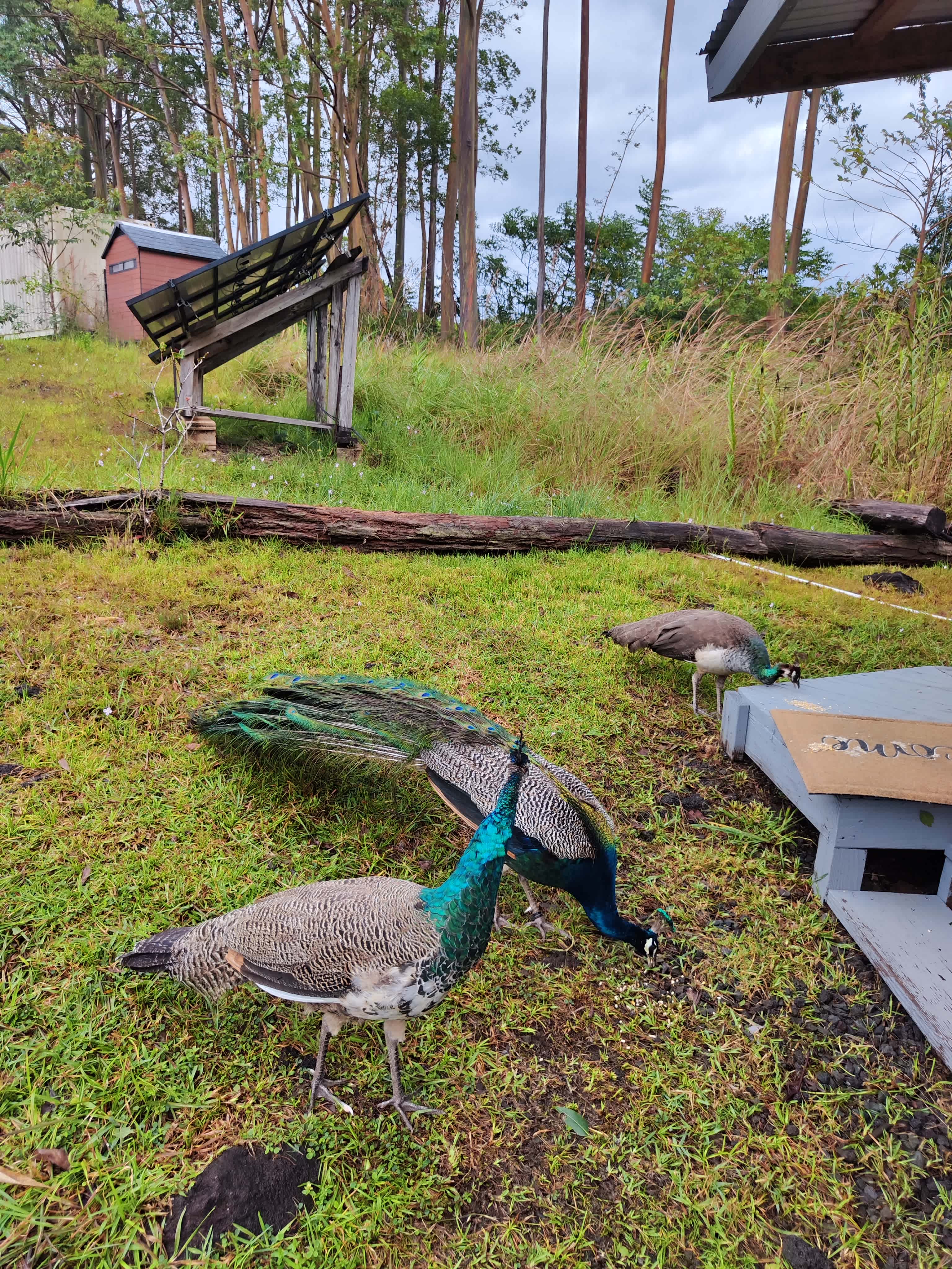 The Tranquil Homestead