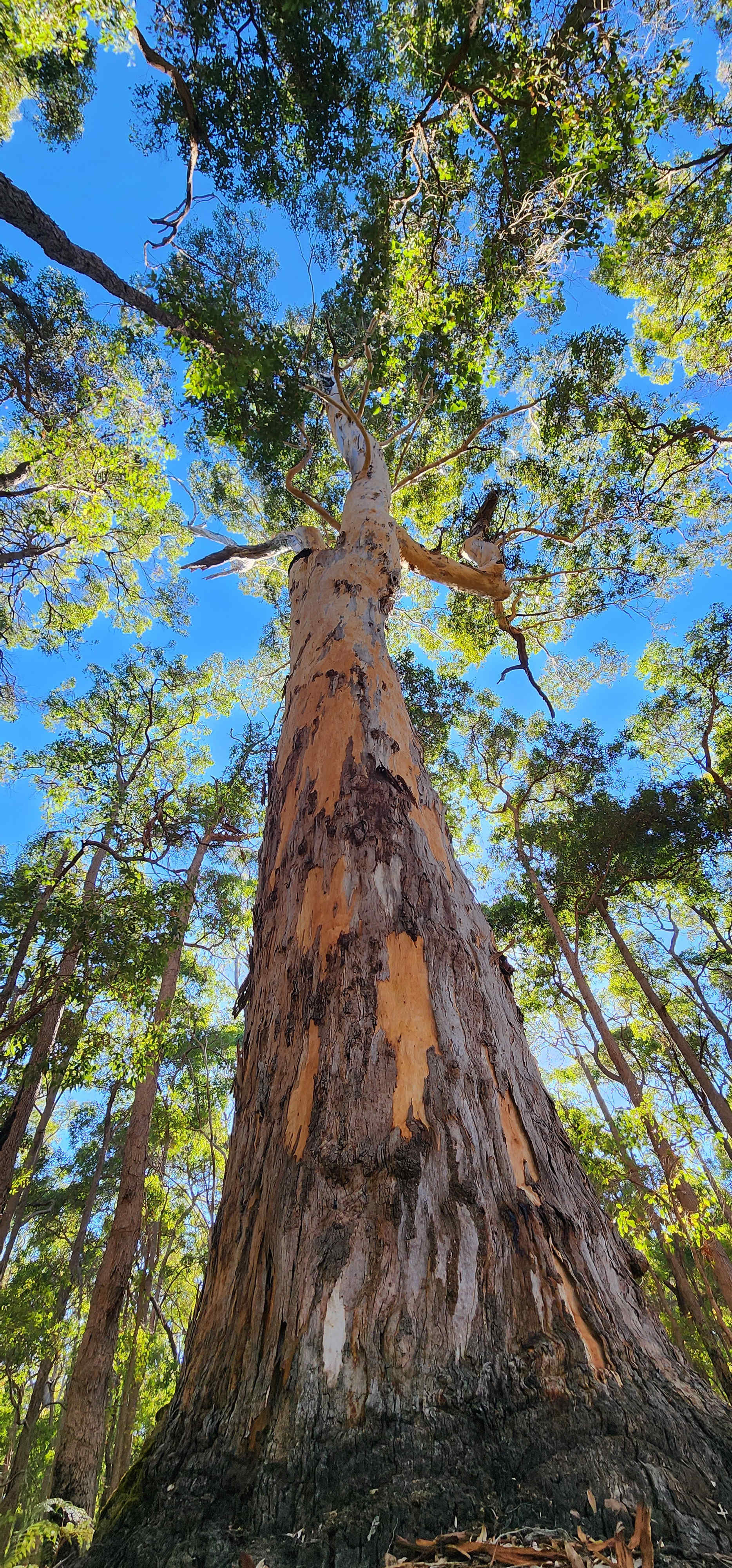 Highway Hideaway - Manjimup