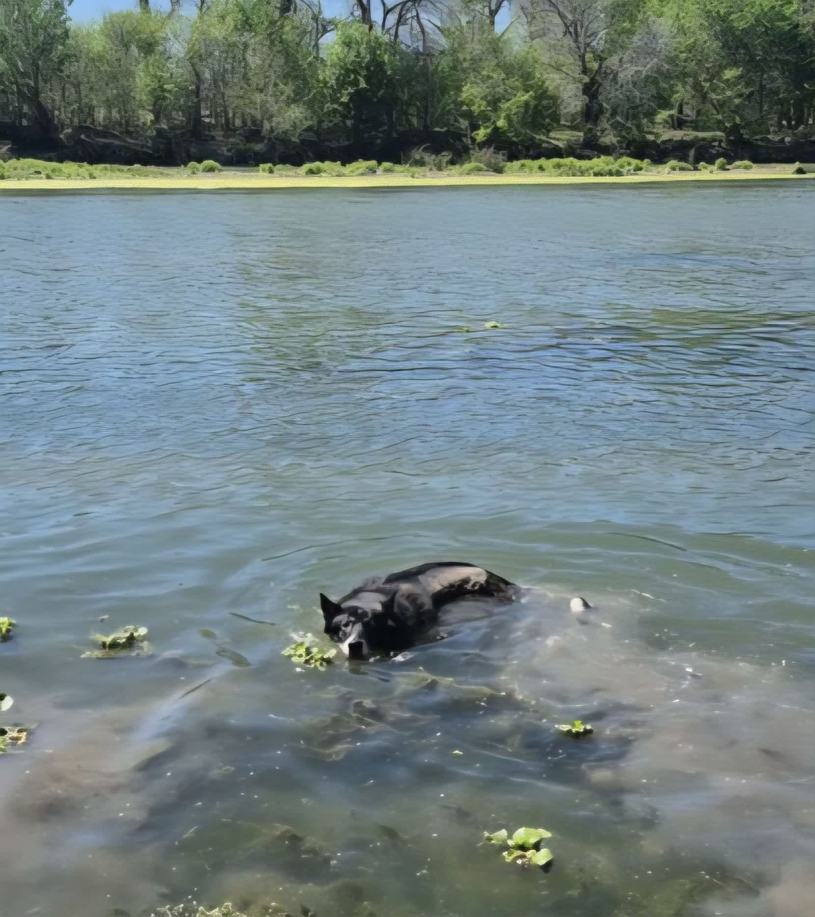 Happy sea wolf