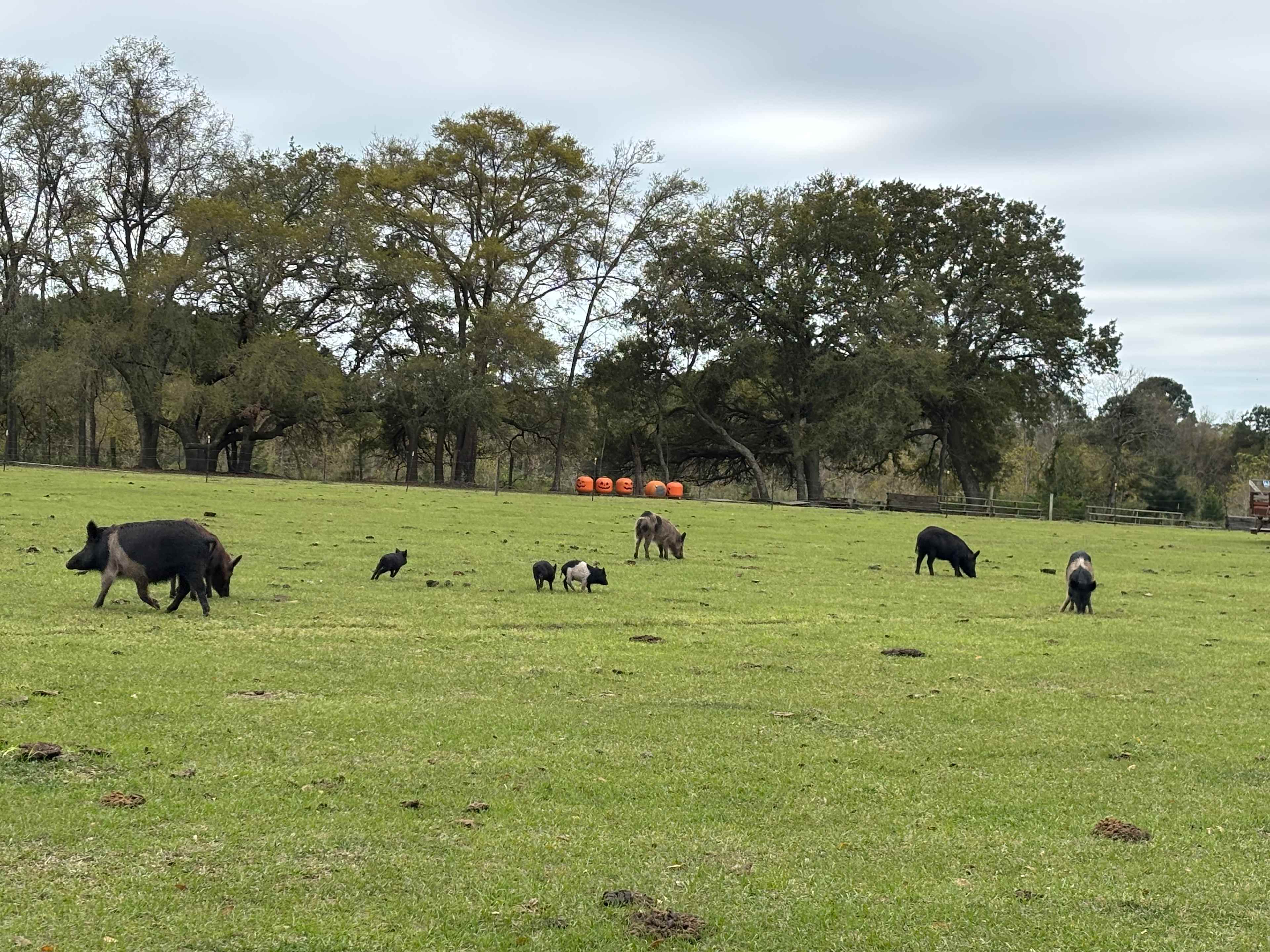 Hanscombe Point Plantation